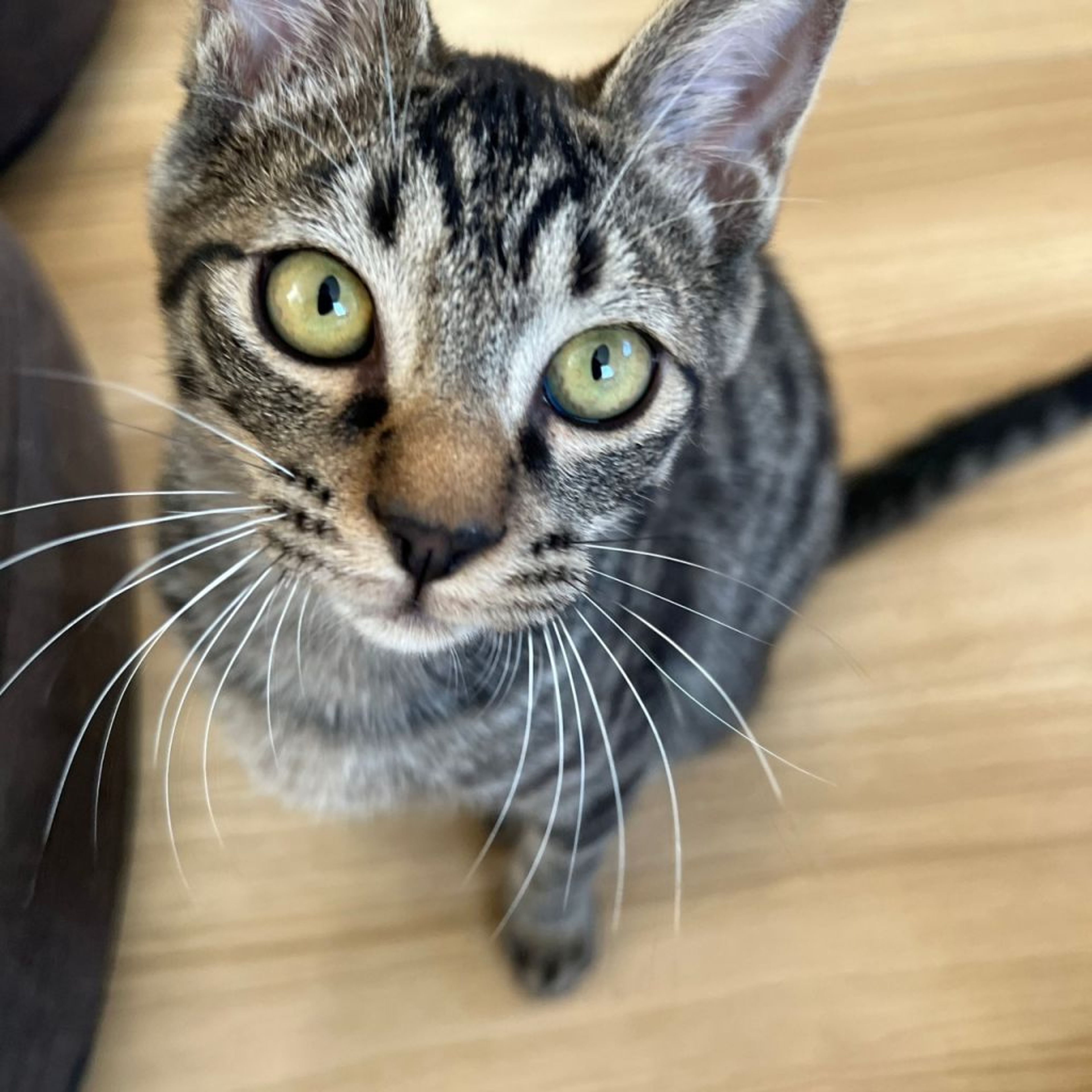 pet-image-3