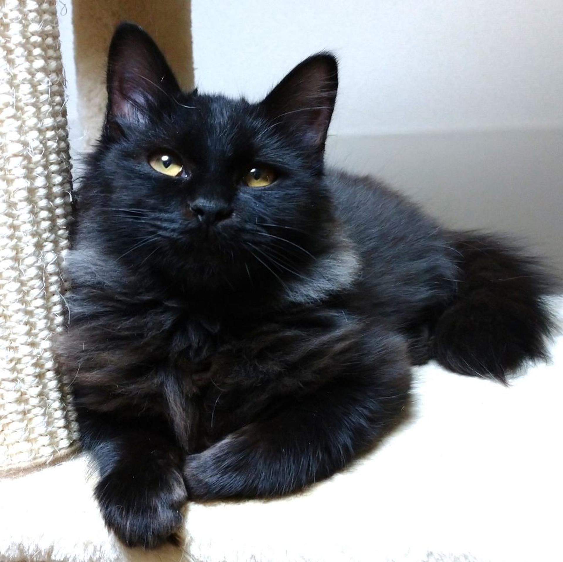 pet-image-5