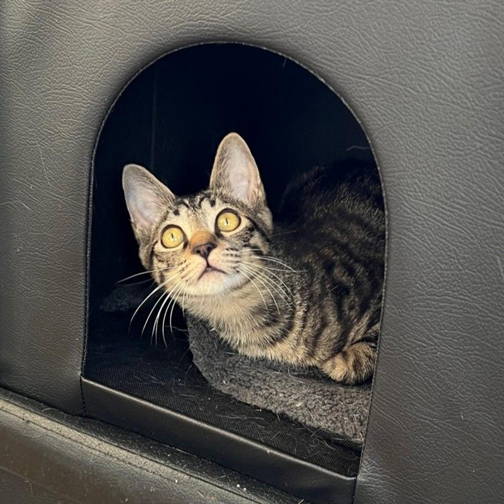 pet-image-7