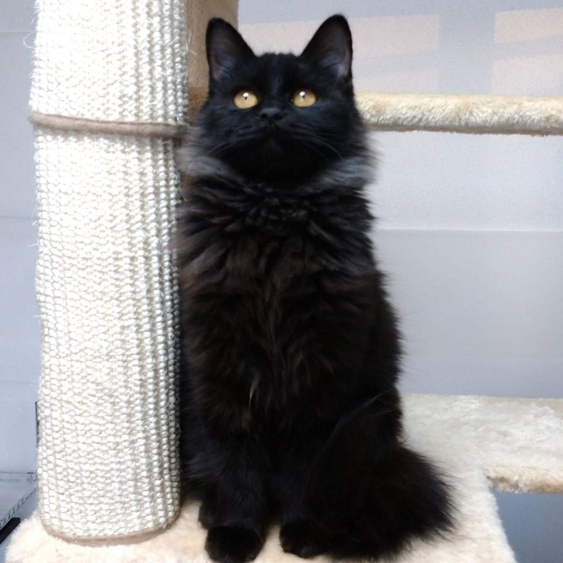 pet-image-8