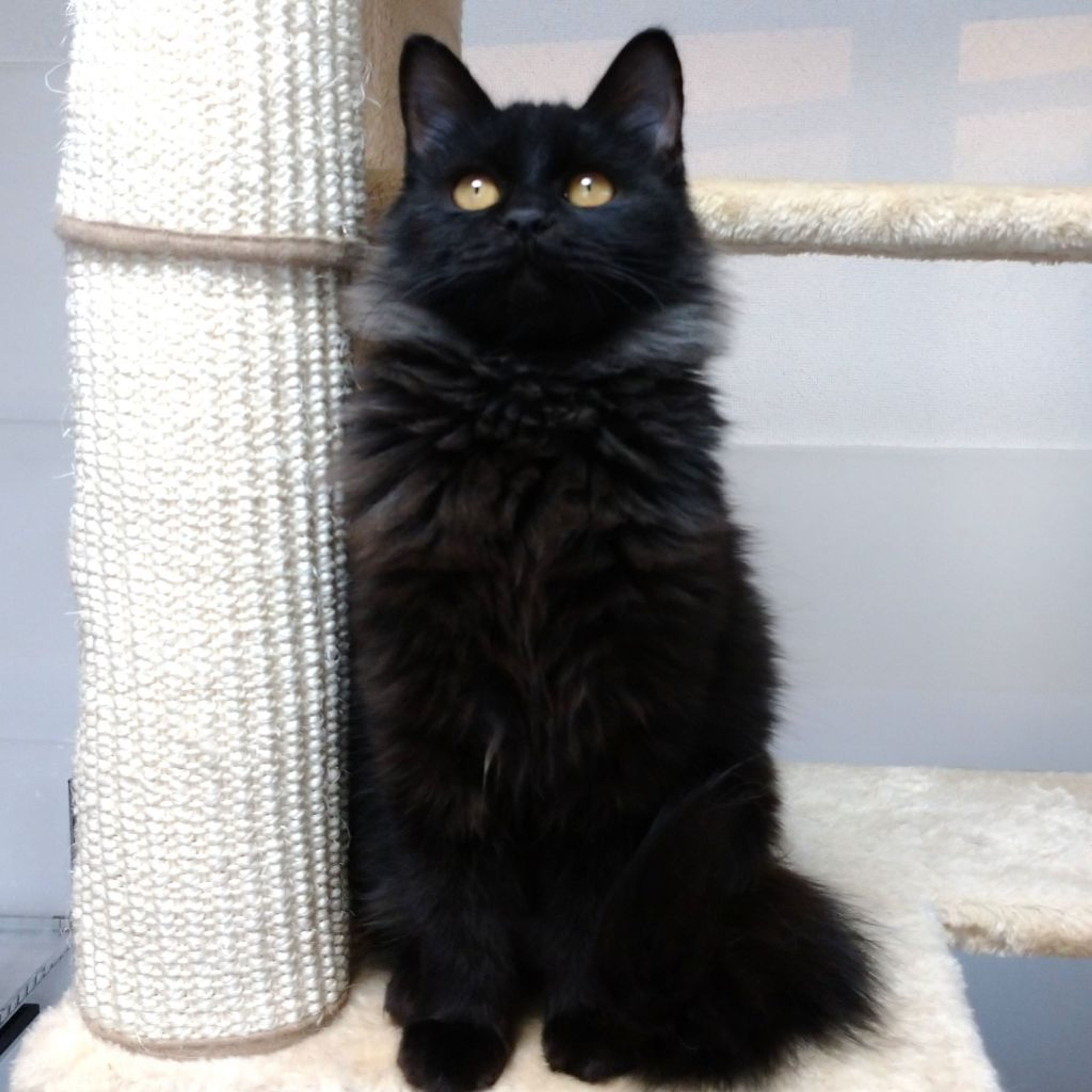 pet-image-8