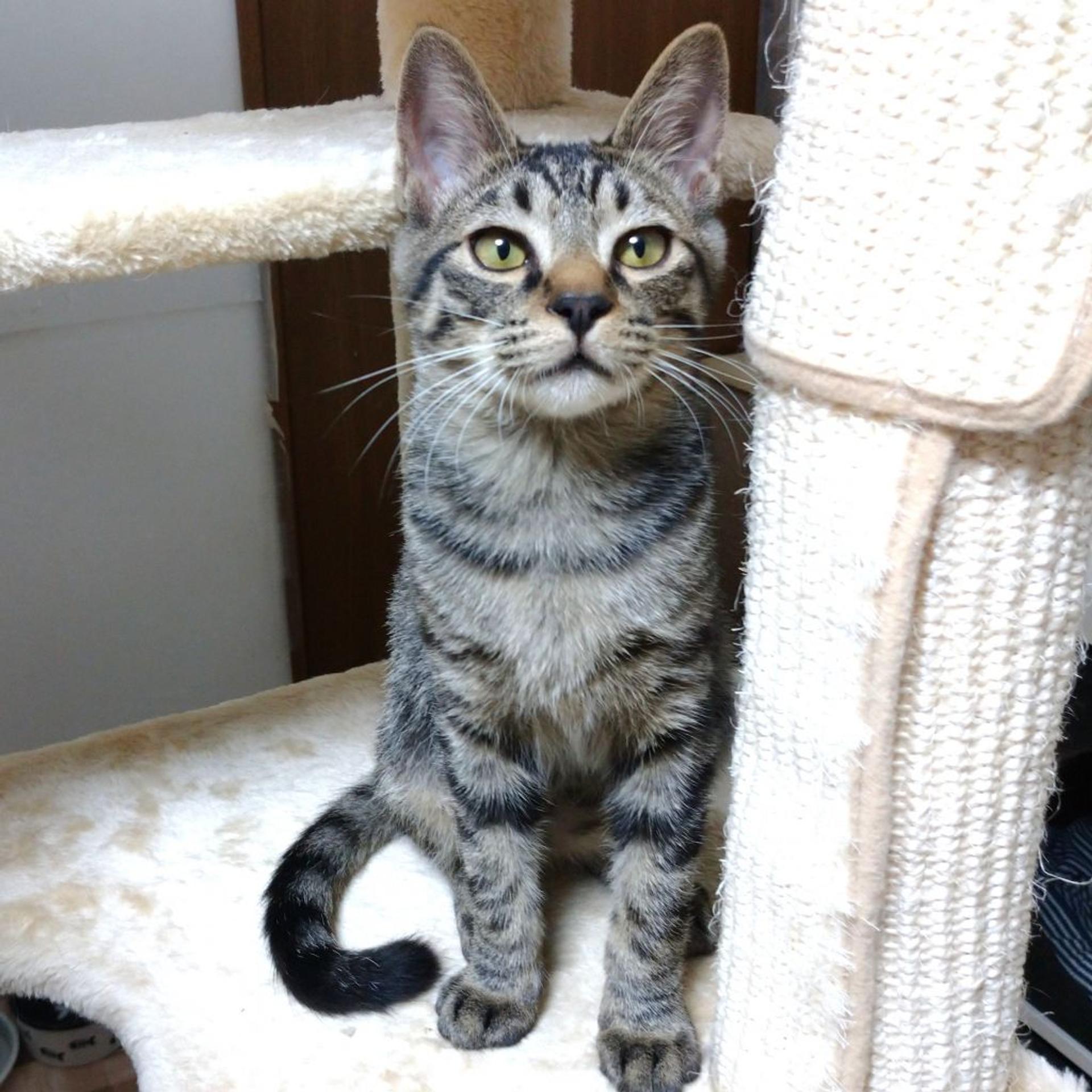 pet-image-9