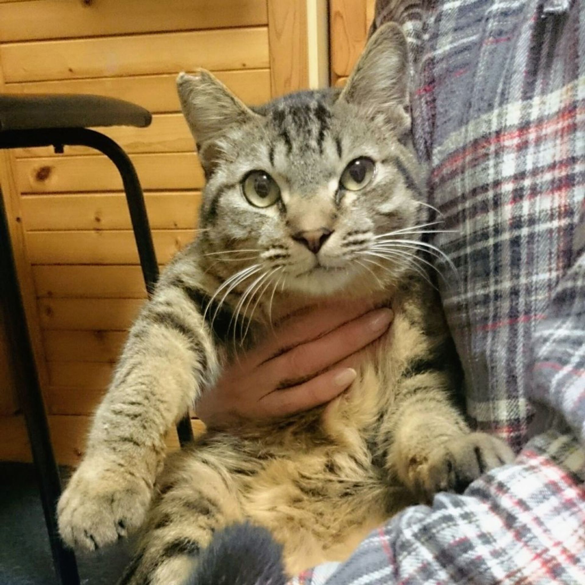 雑種（ミックス猫）・オスの里親募集の写真