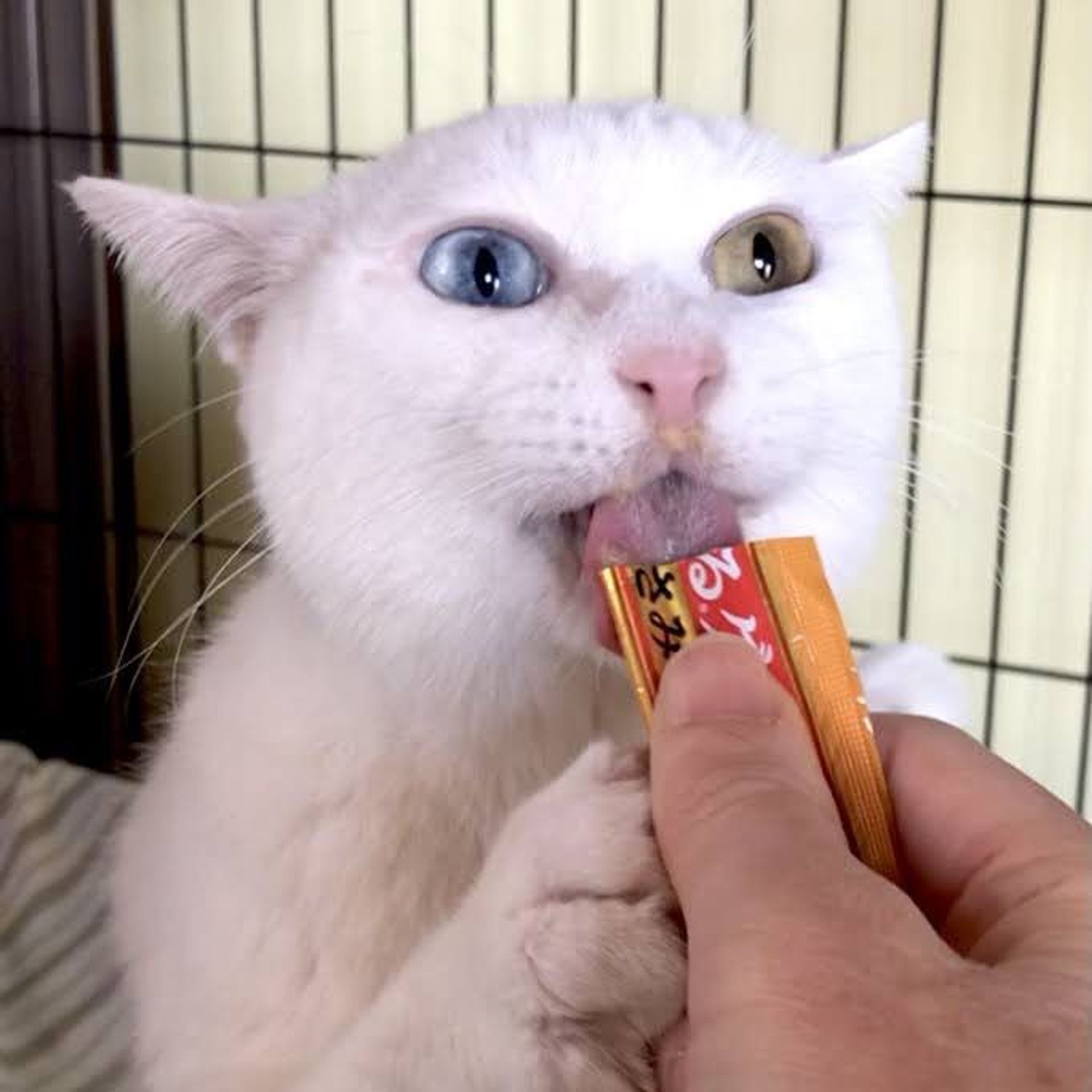 雑種（ミックス猫）・オスの里親募集の写真