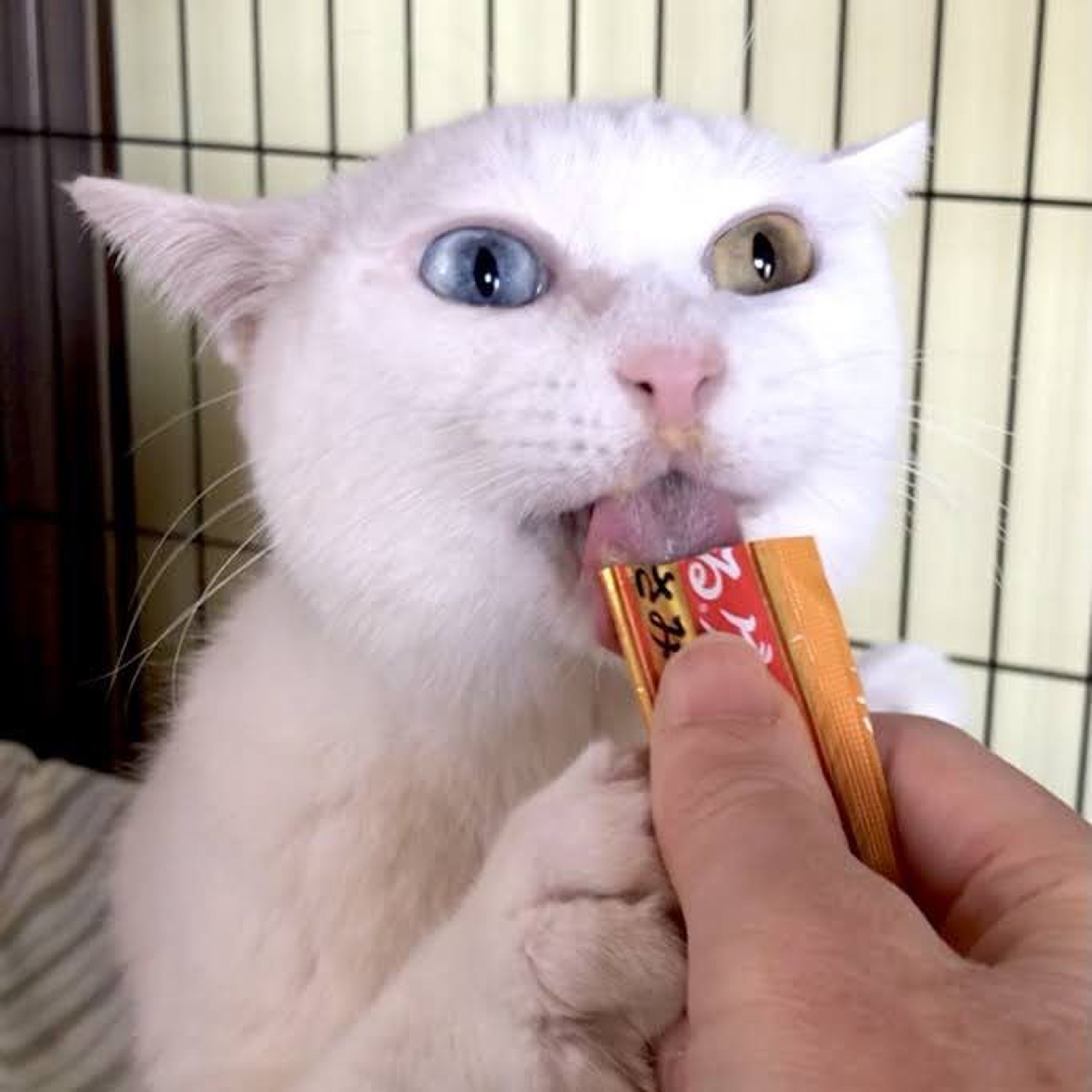 雑種（ミックス猫）・オスの里親募集の写真