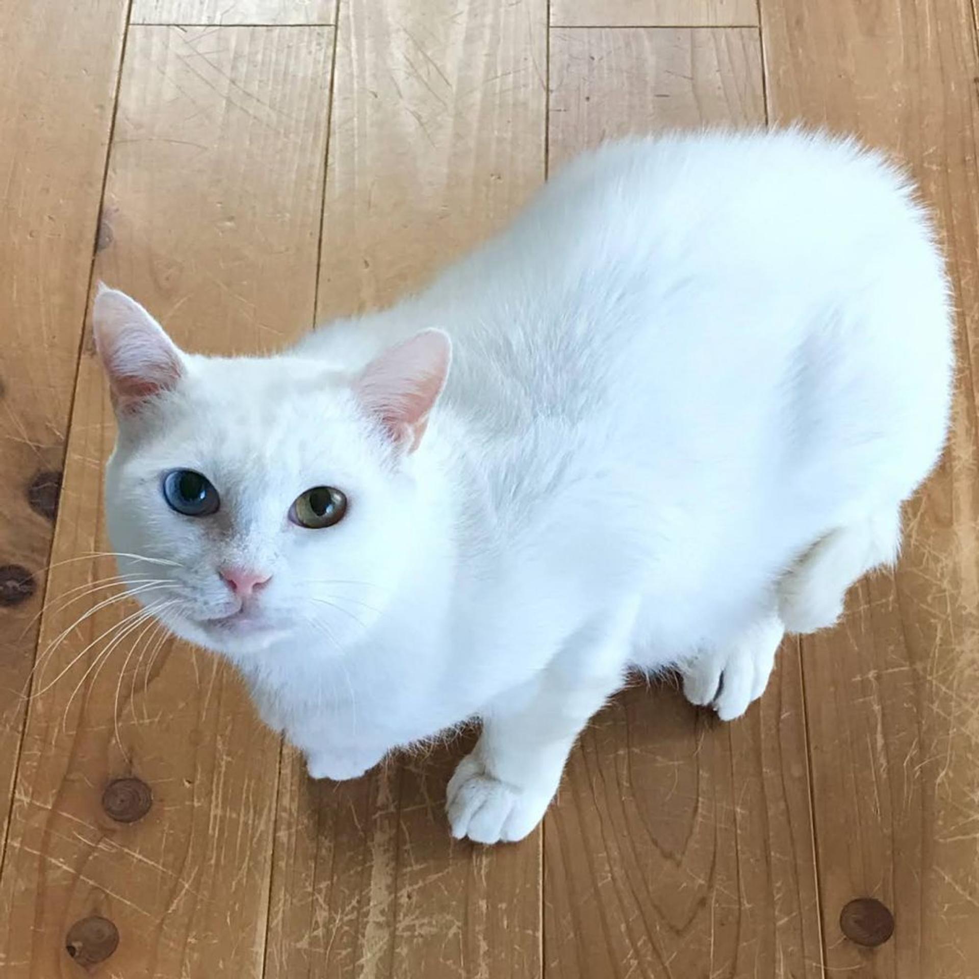 pet-image-3