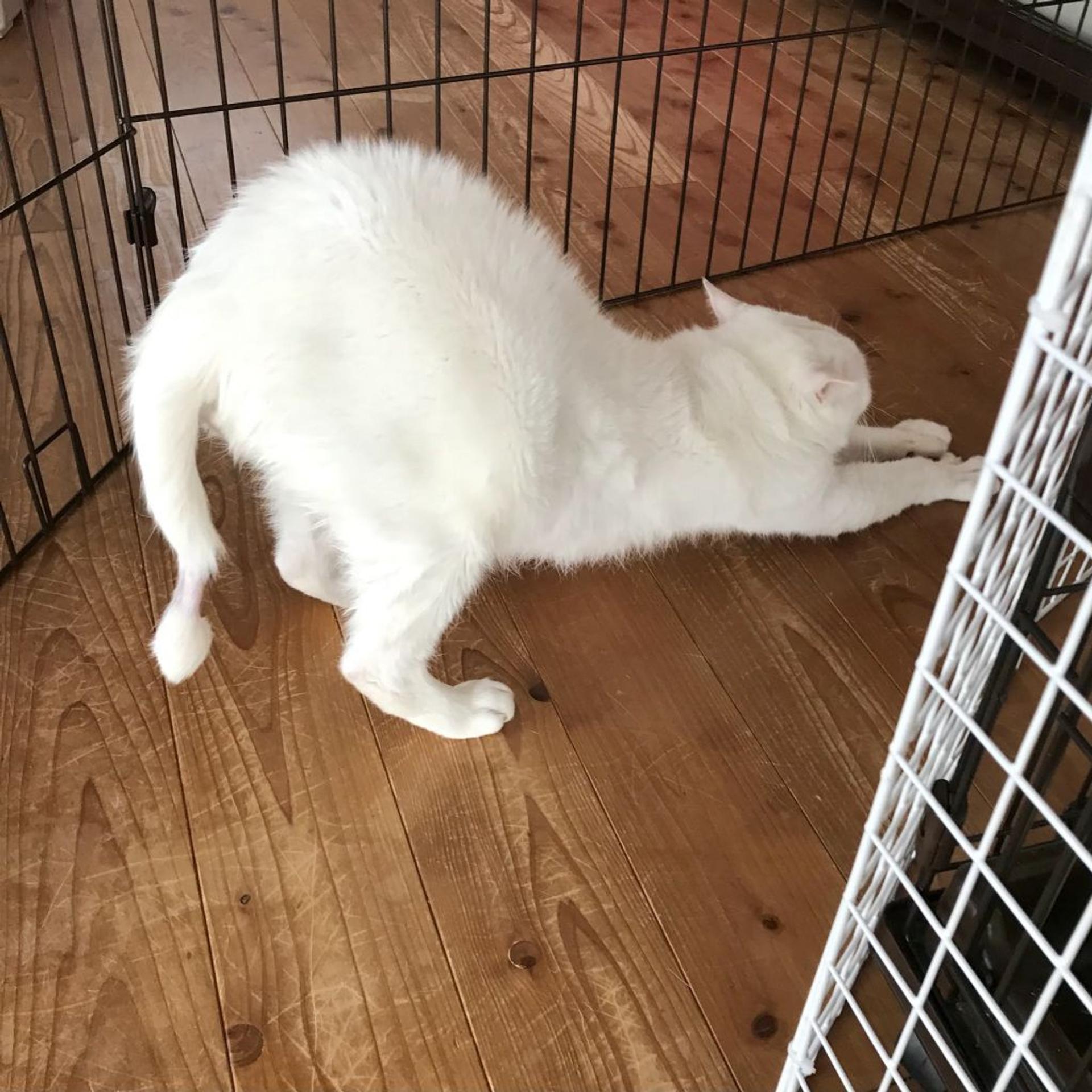 pet-image-4