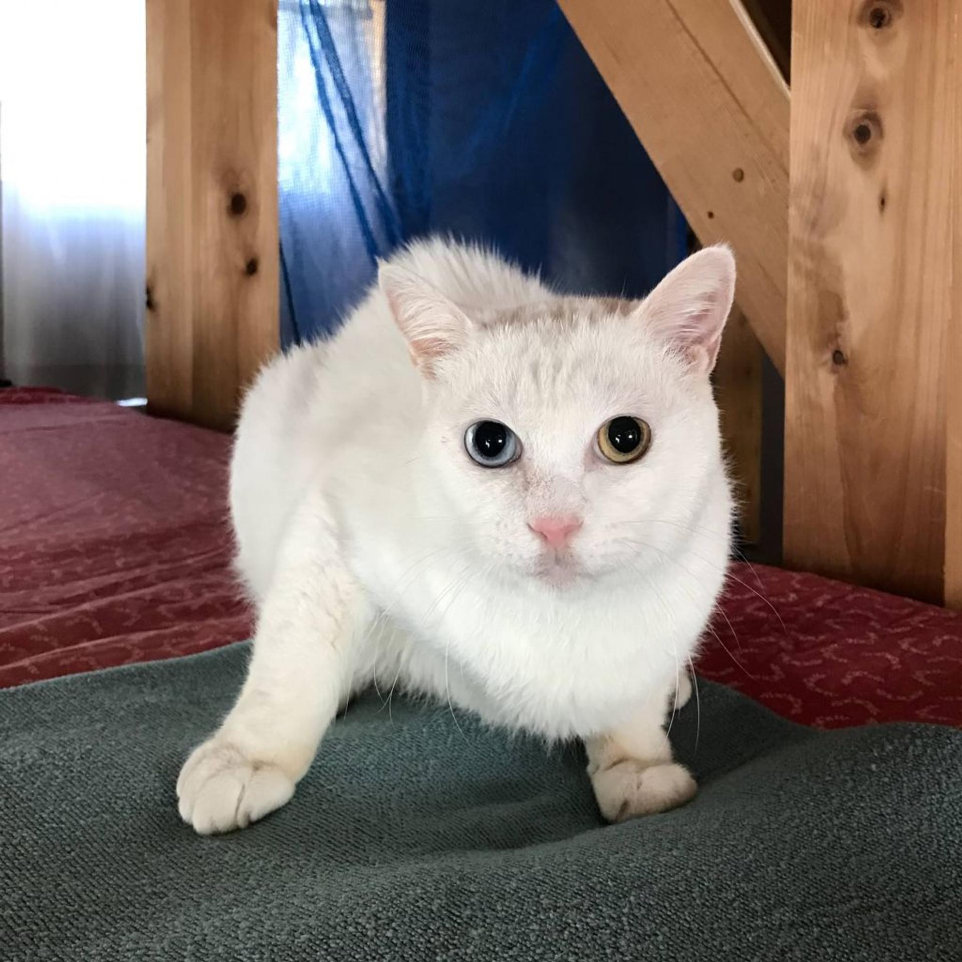 pet-image-5