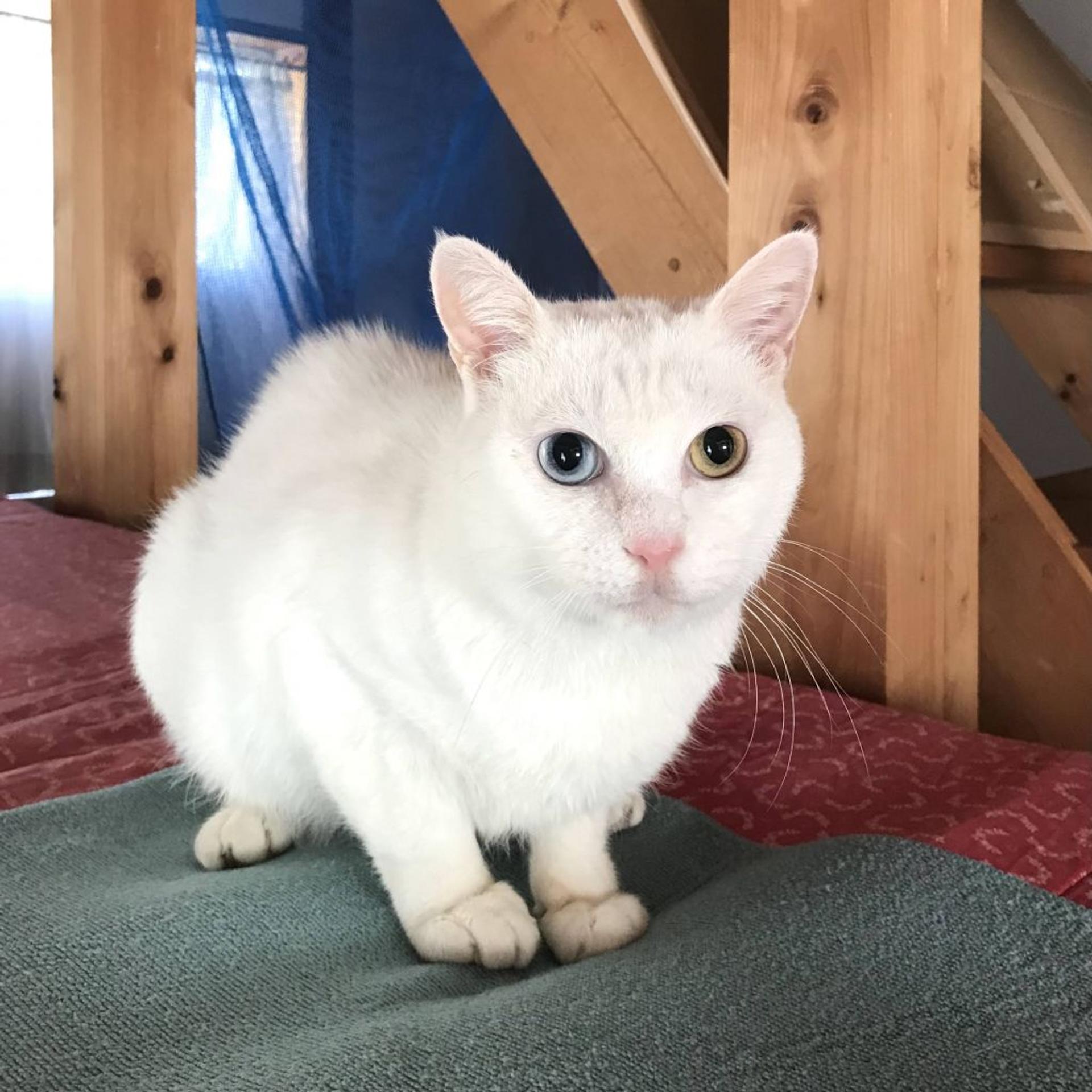 pet-image-6