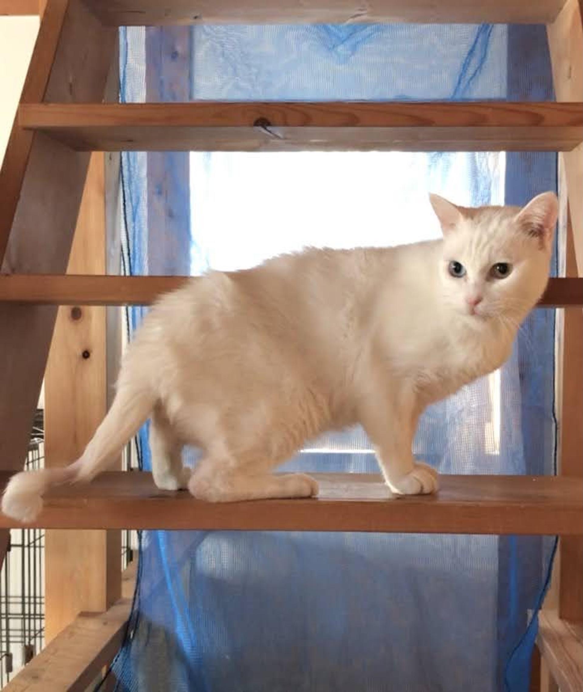 pet-image-8