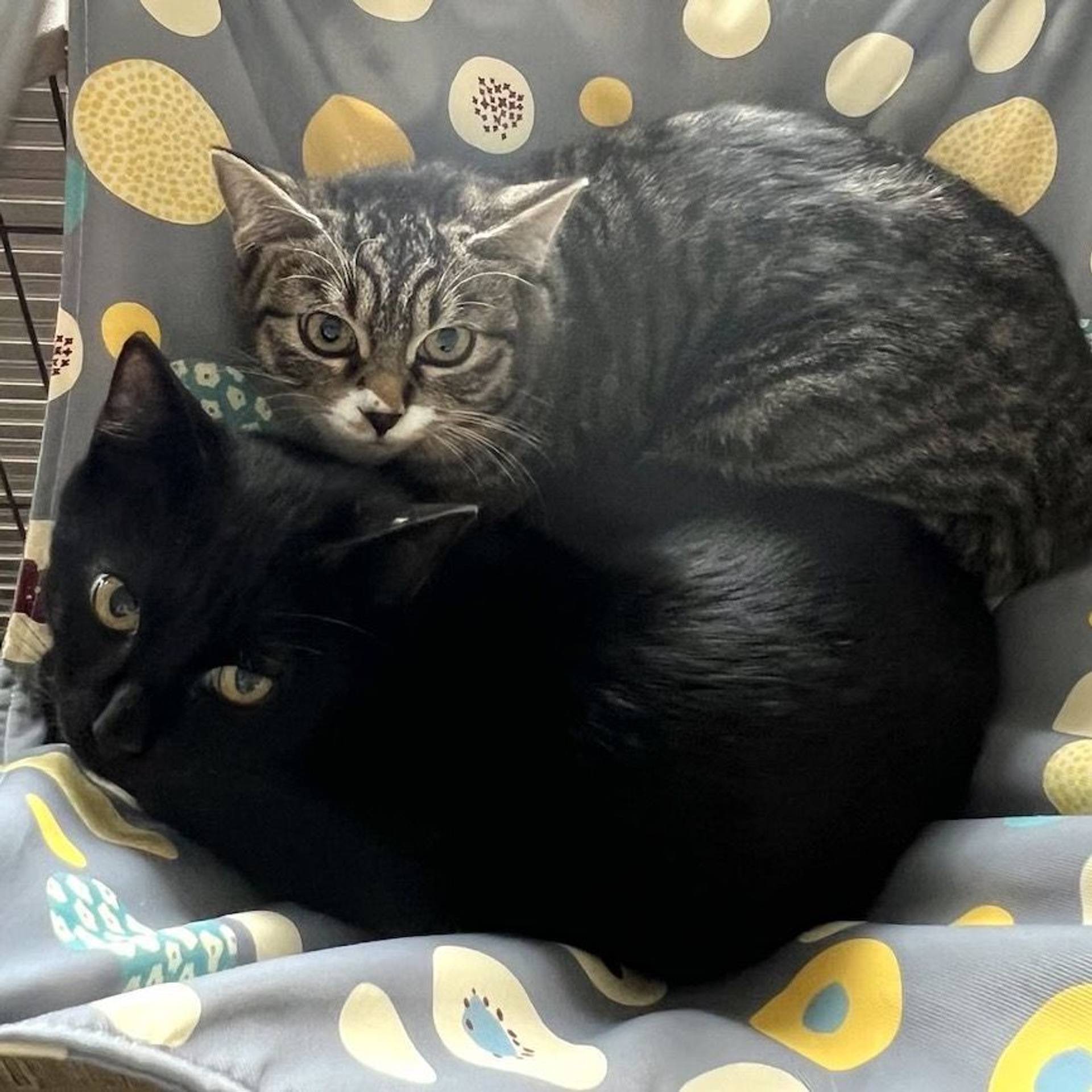 雑種（ミックス猫）・メスの里親募集の写真