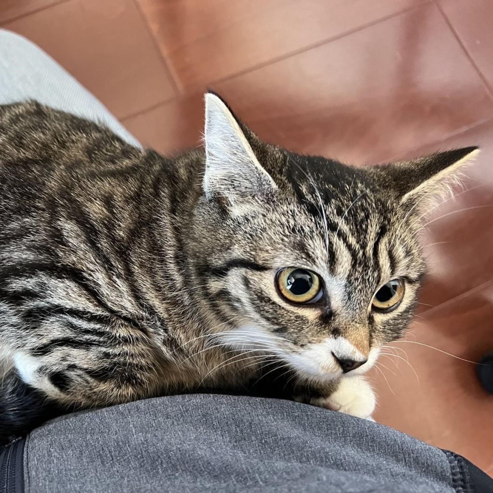 pet-image-6