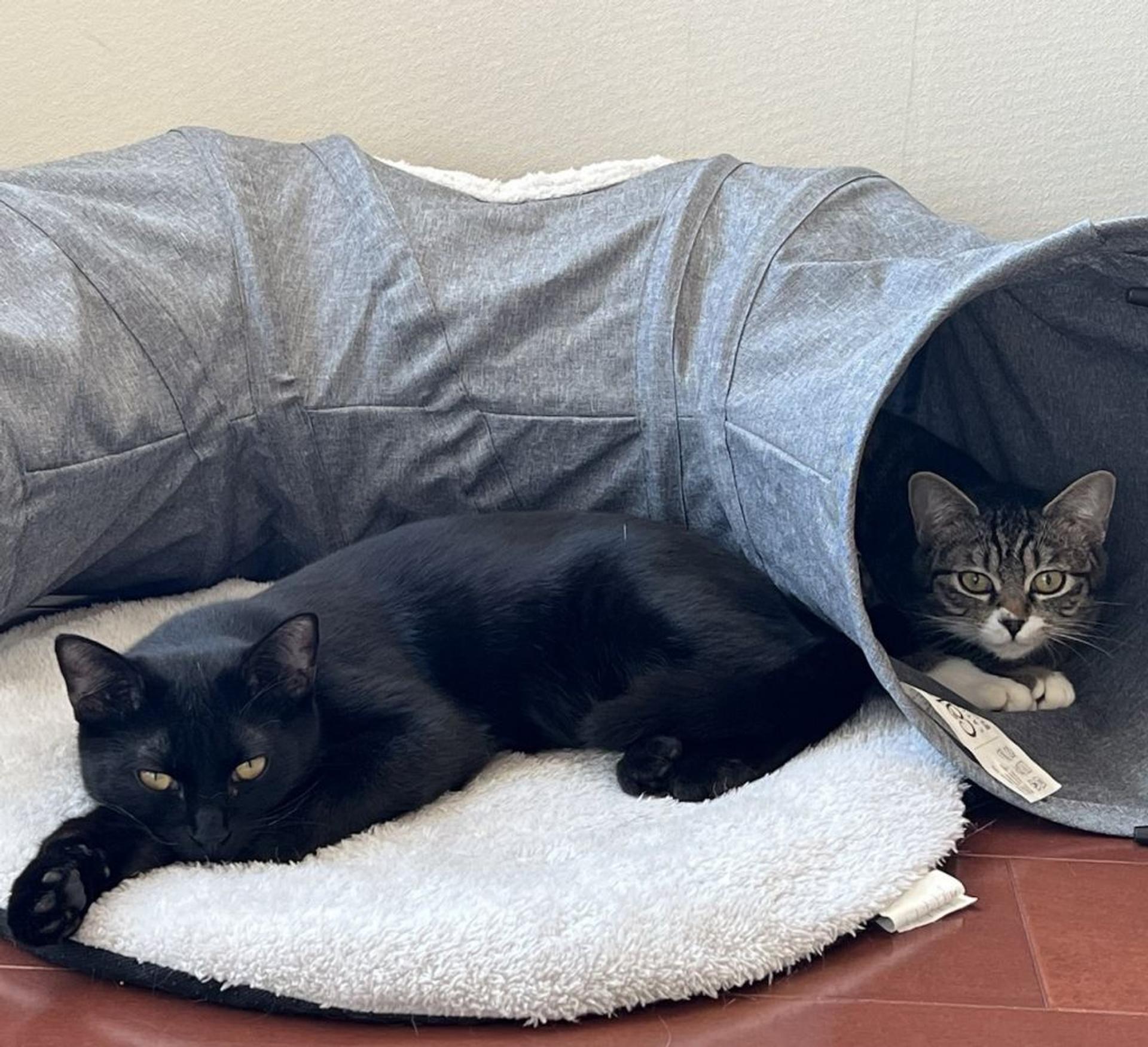 pet-image-9