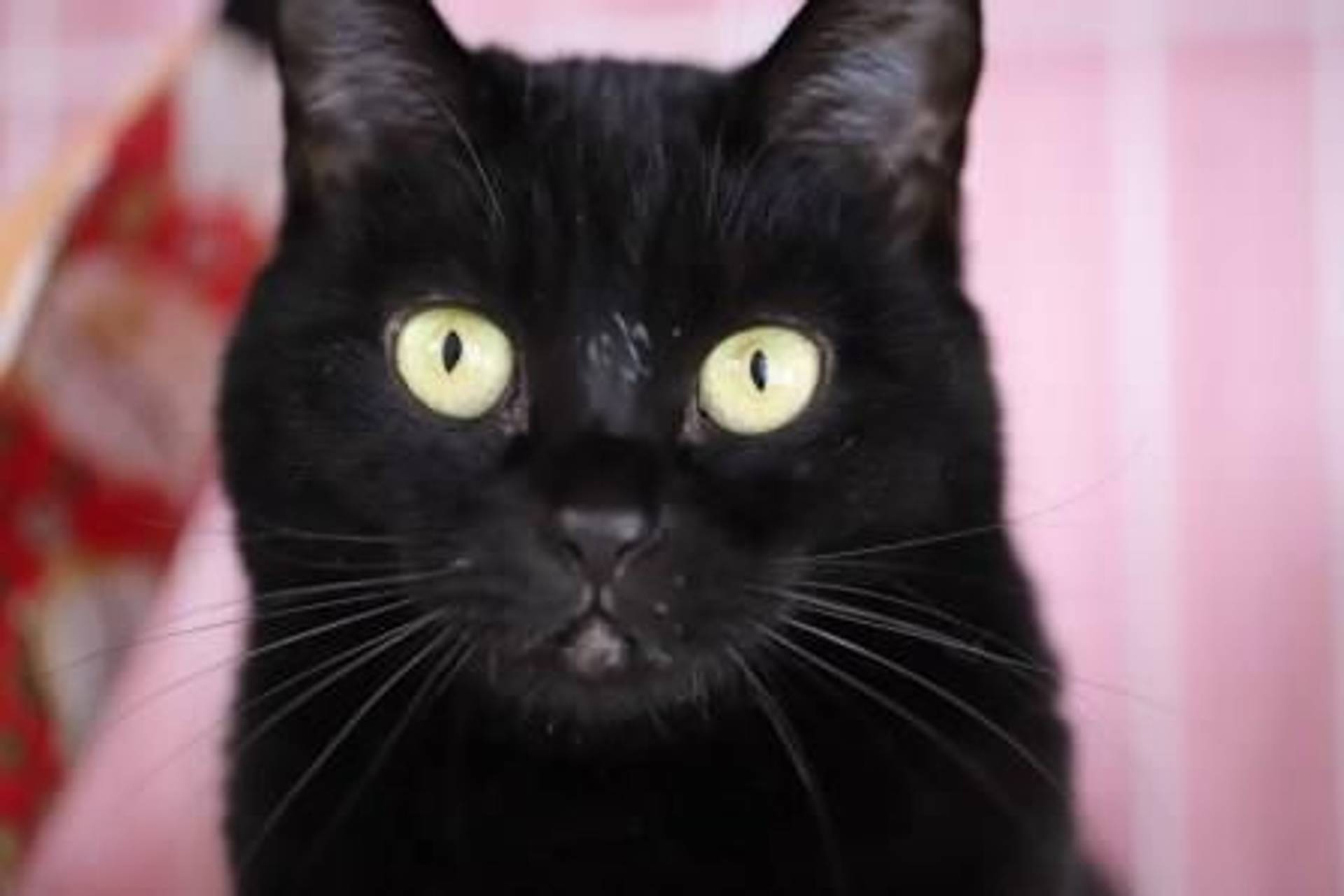 雑種（ミックス猫）・メスの里親募集の写真