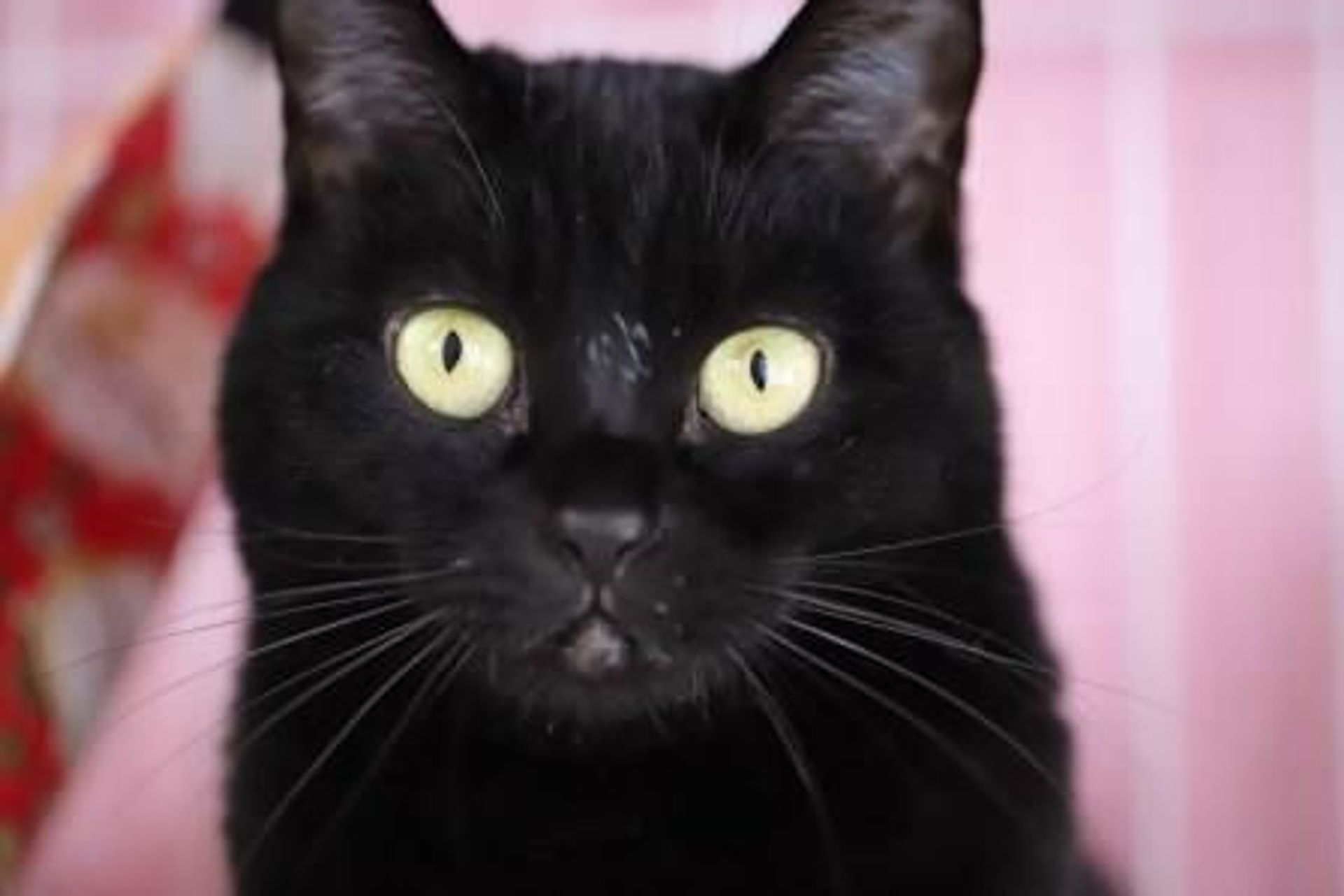 雑種（ミックス猫）・メスの里親募集の写真