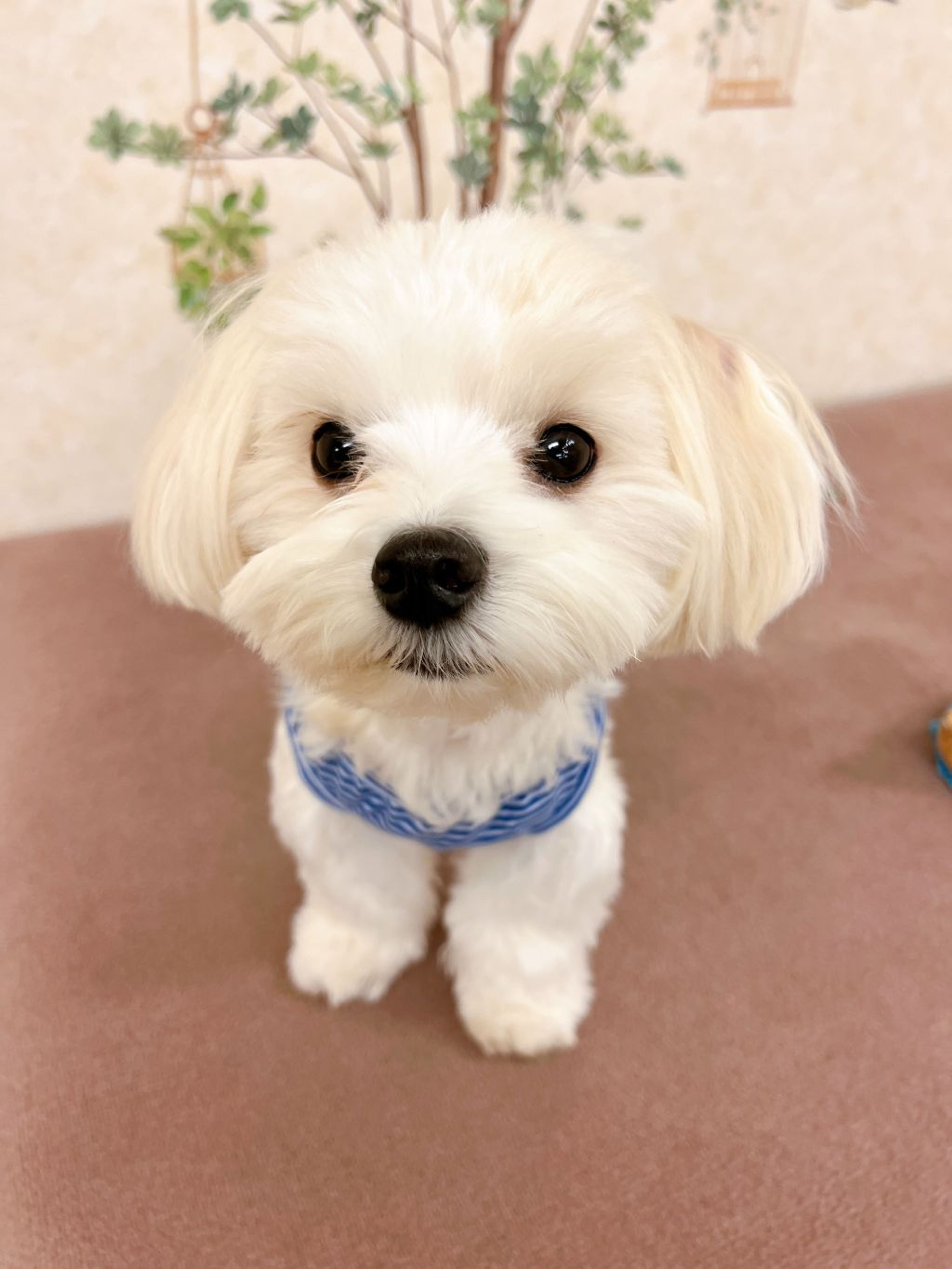 pet-image-2