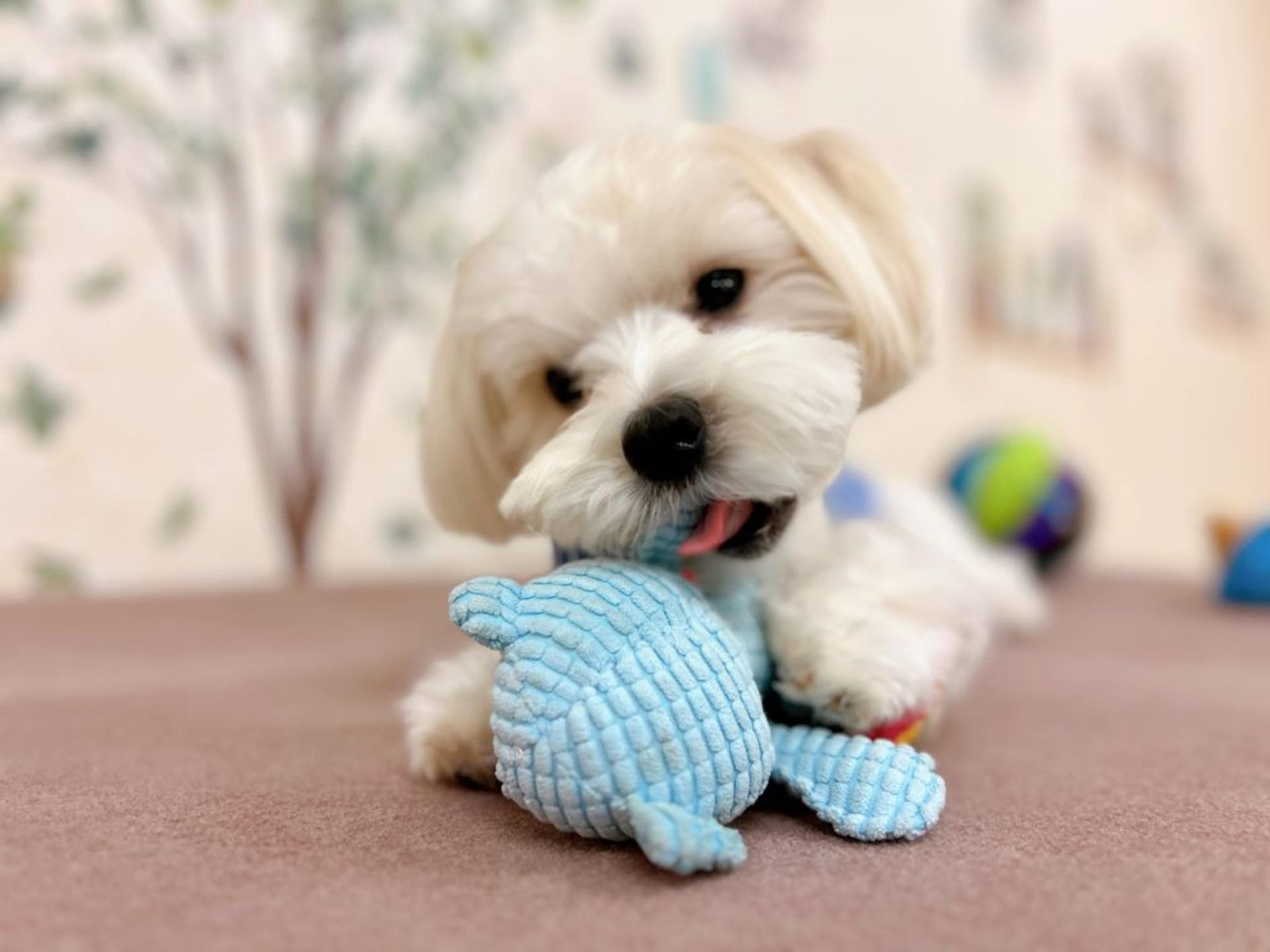 pet-image-4
