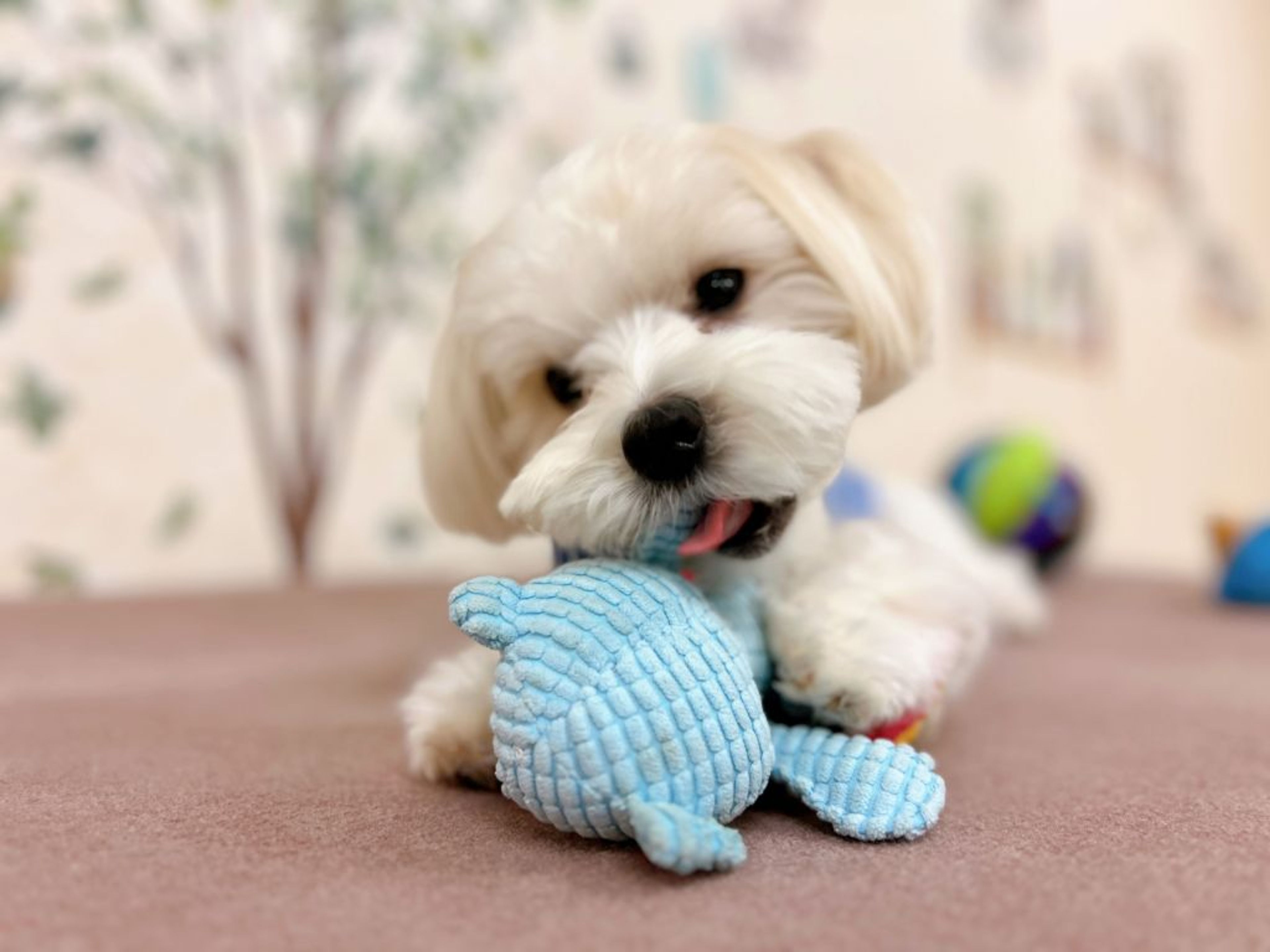 pet-image-4
