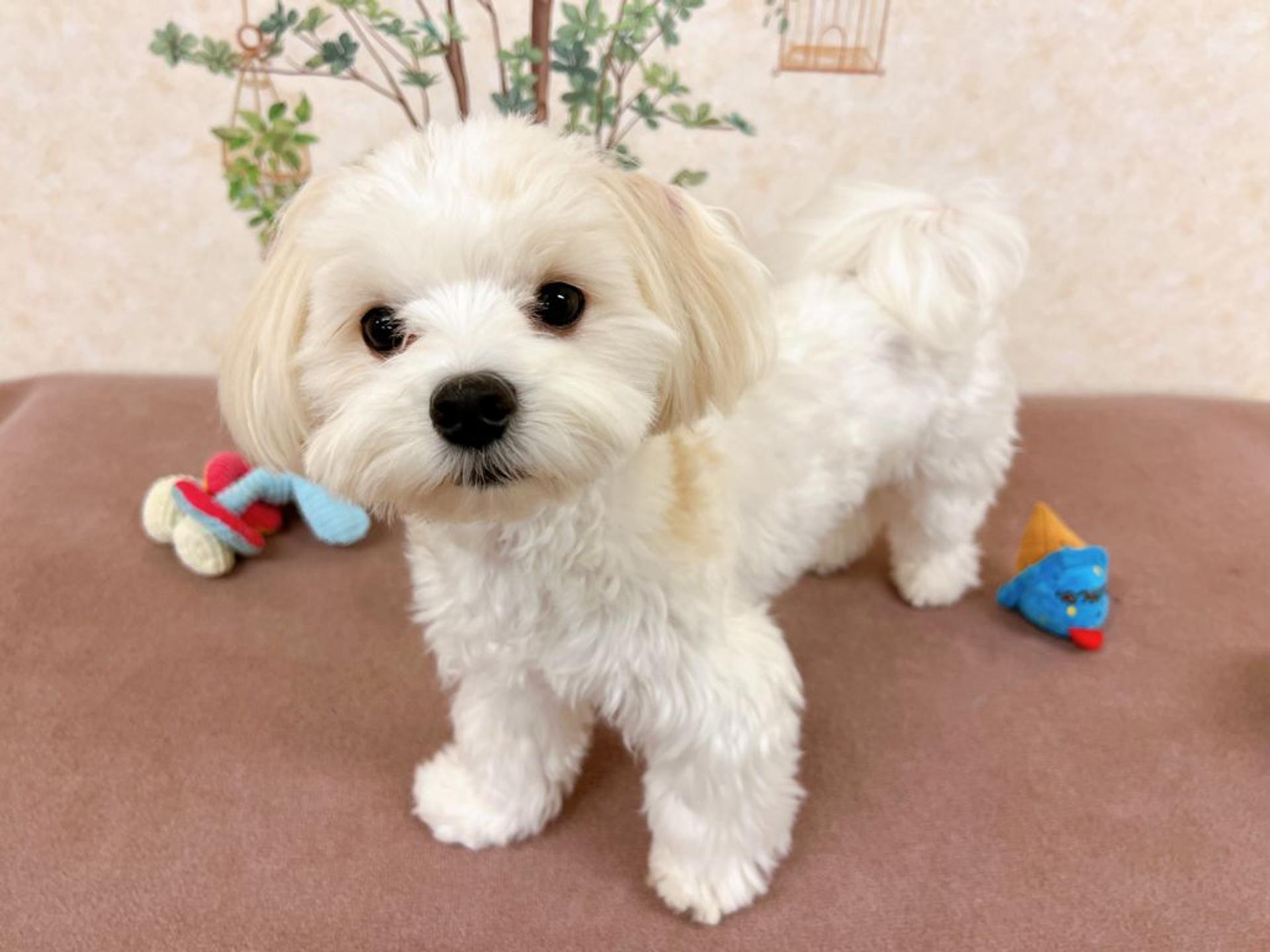 pet-image-7
