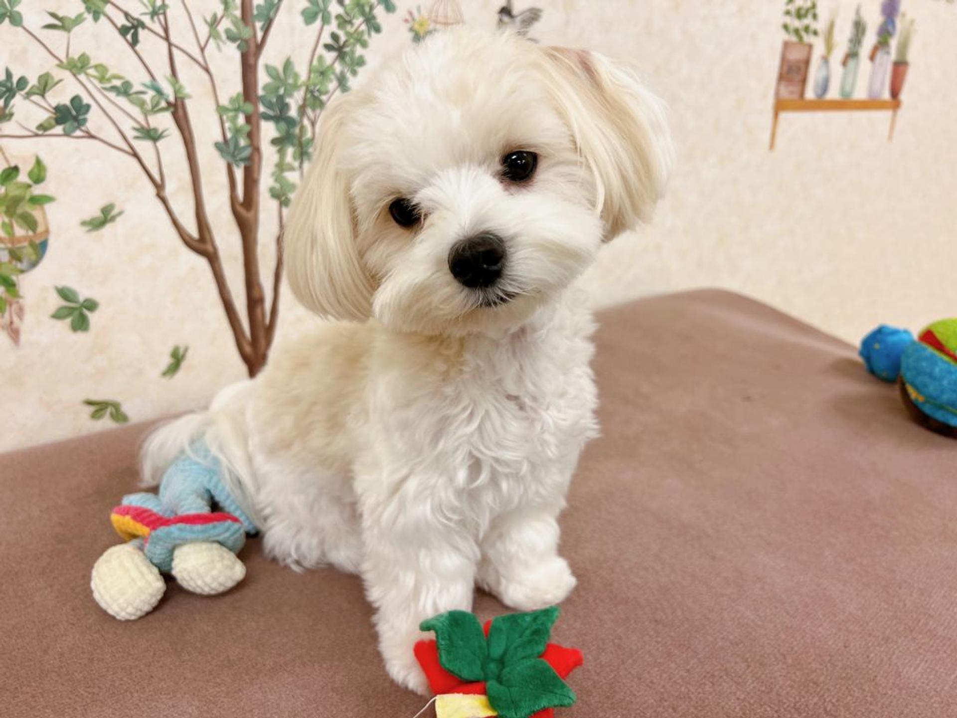 pet-image-8