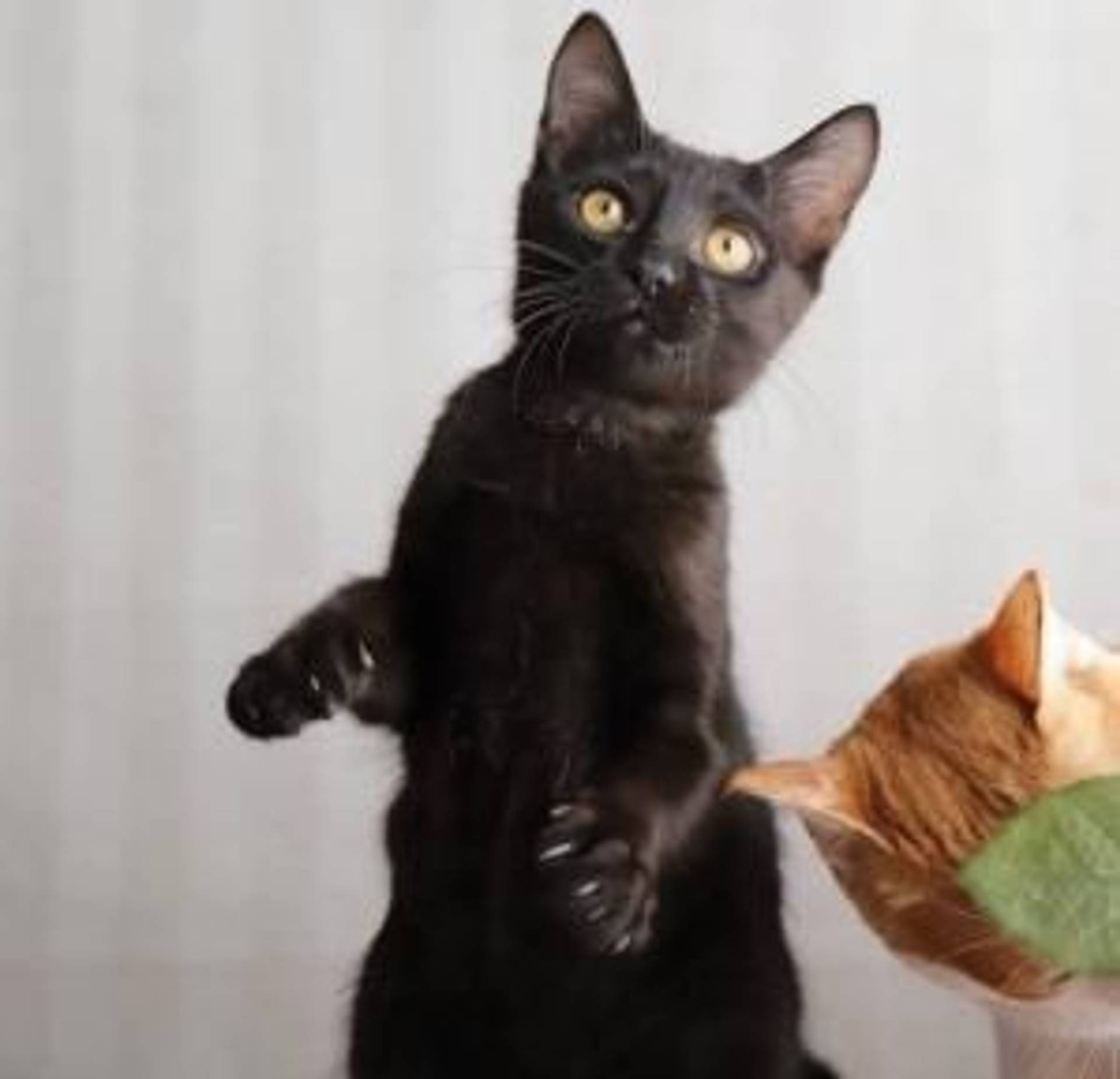雑種（ミックス猫）・オスの里親募集の写真