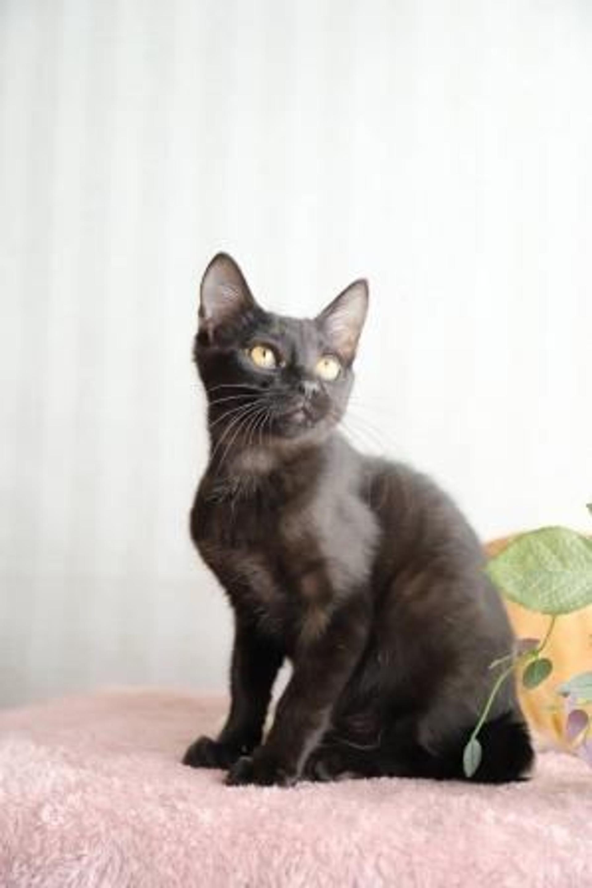 pet-image-2