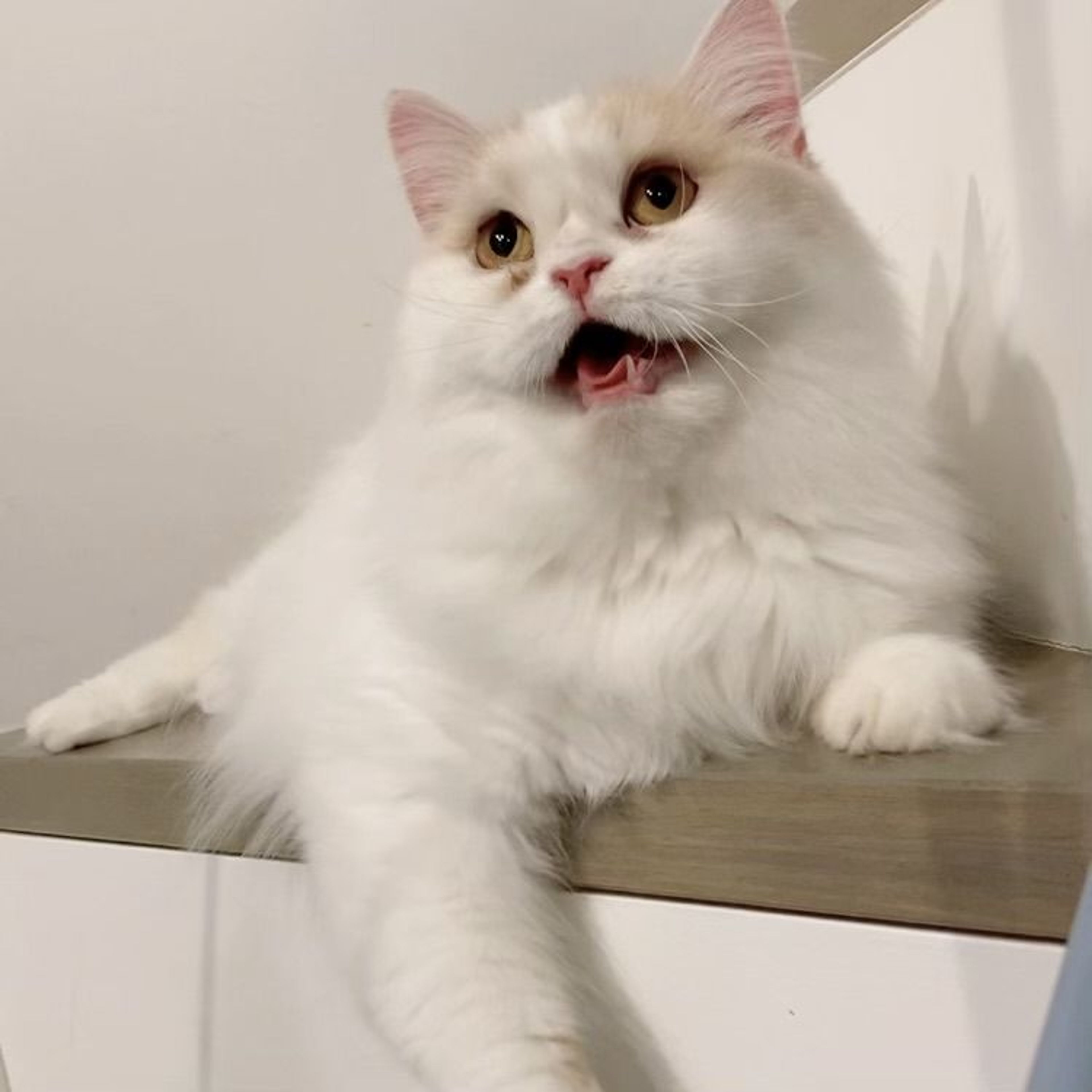 pet-image-4