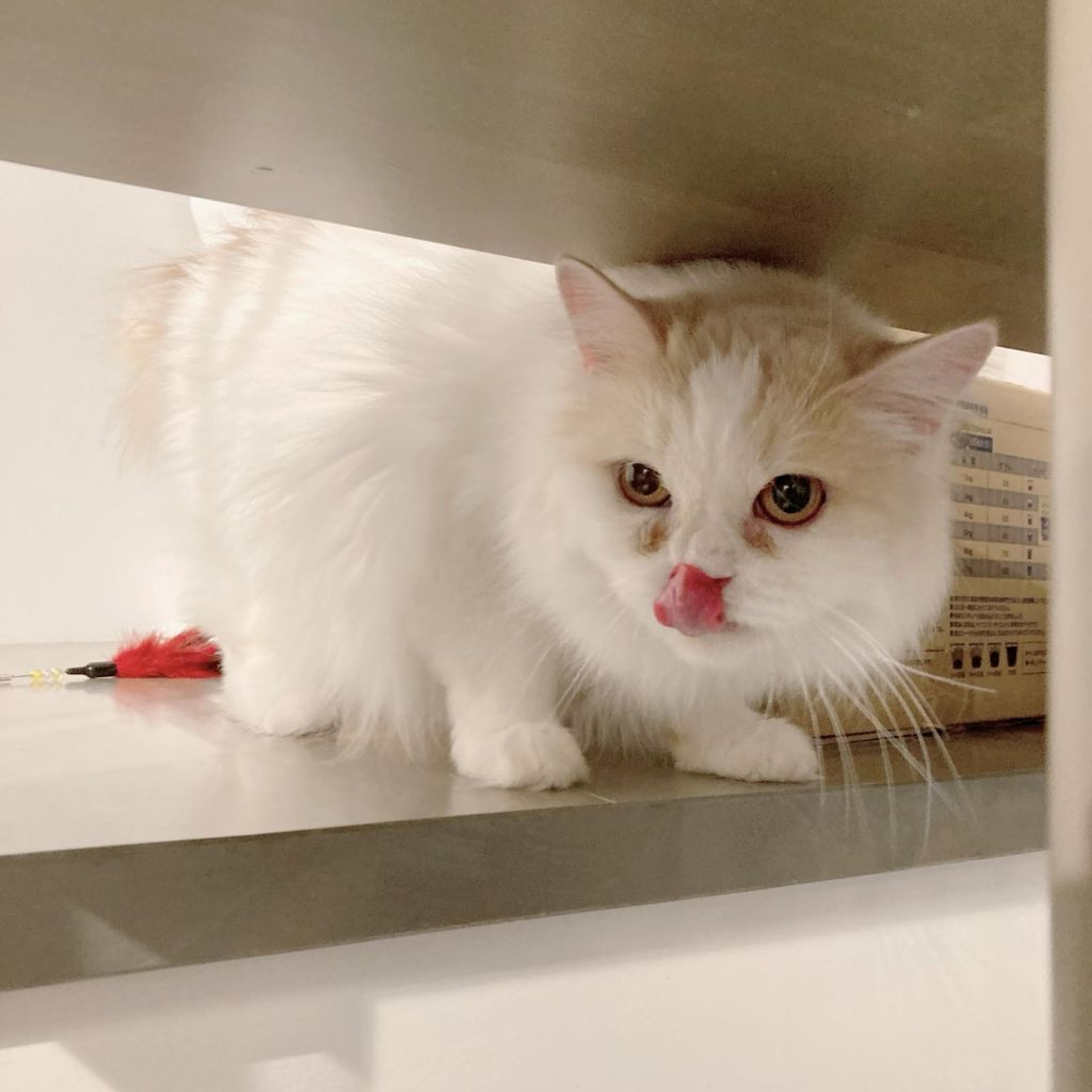 pet-image-9