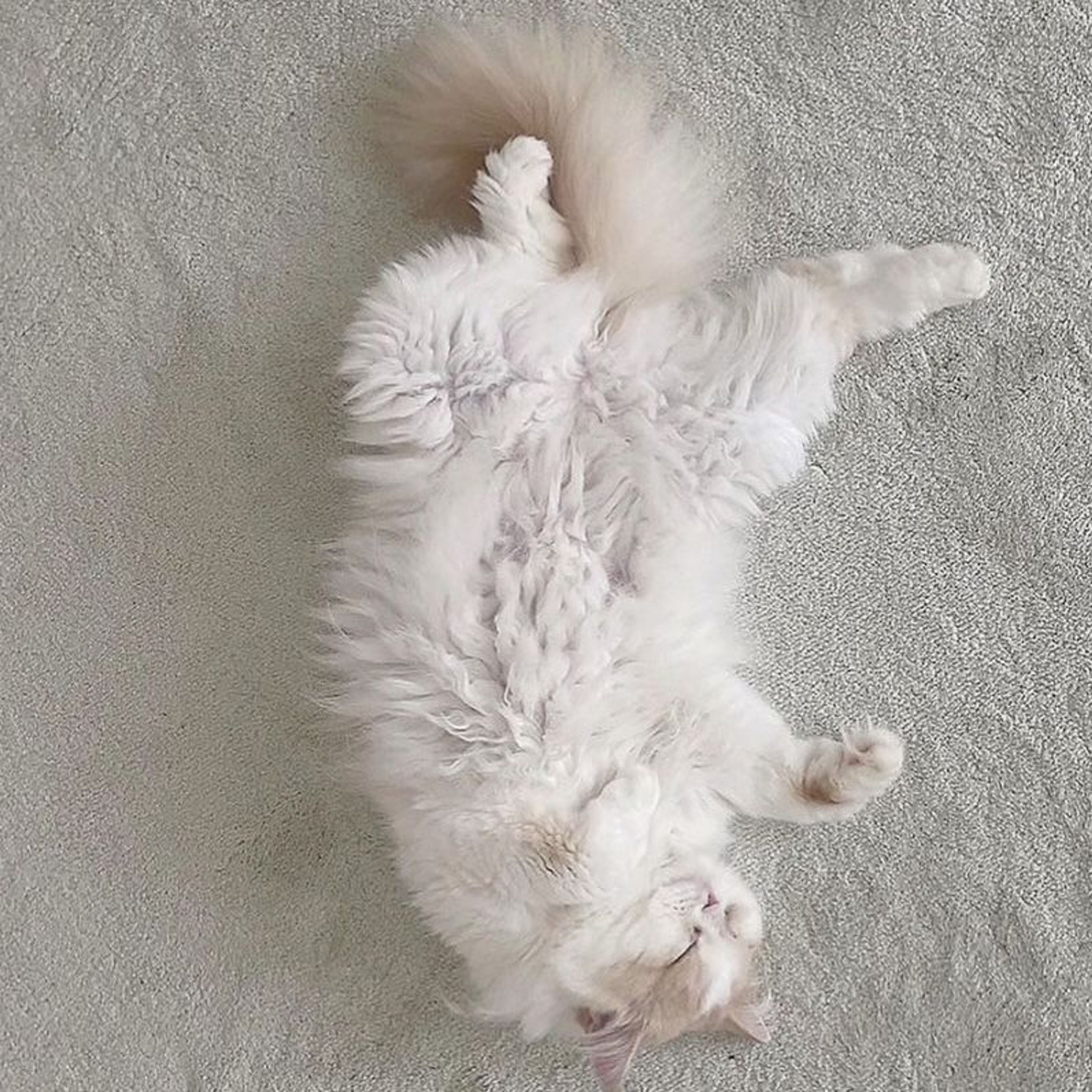 pet-image-5