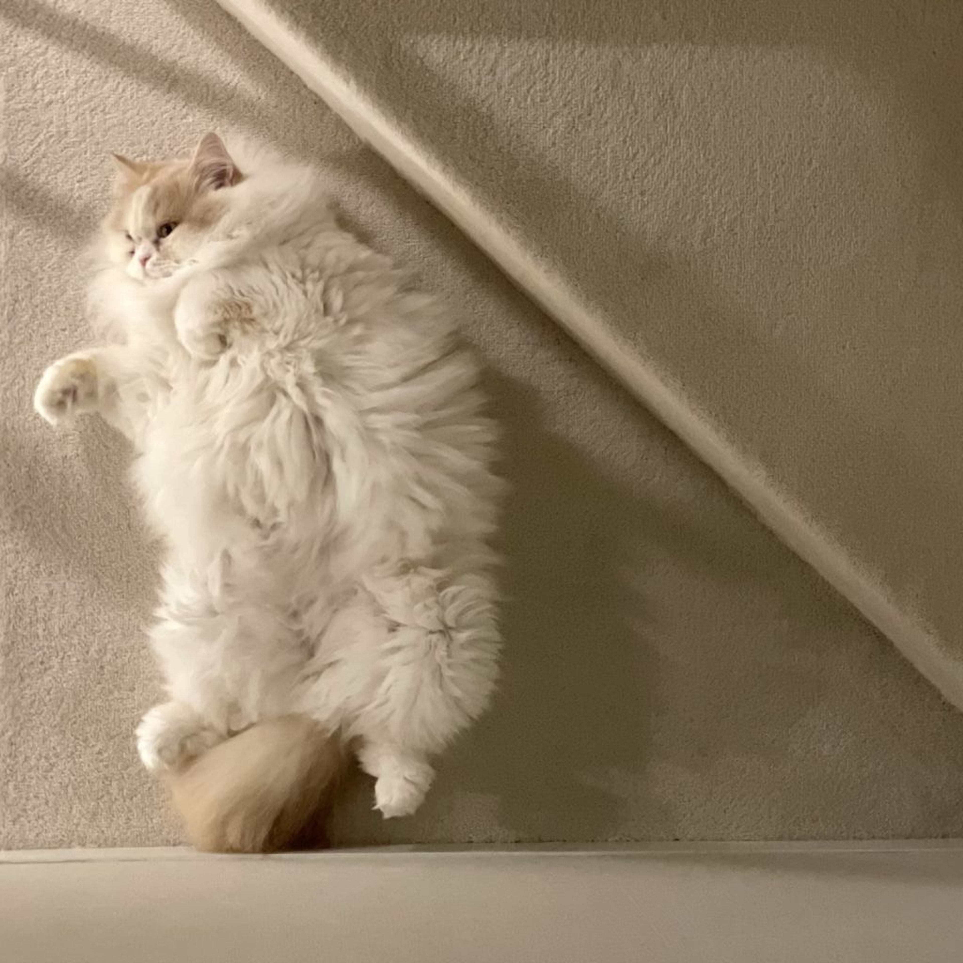 pet-image-6