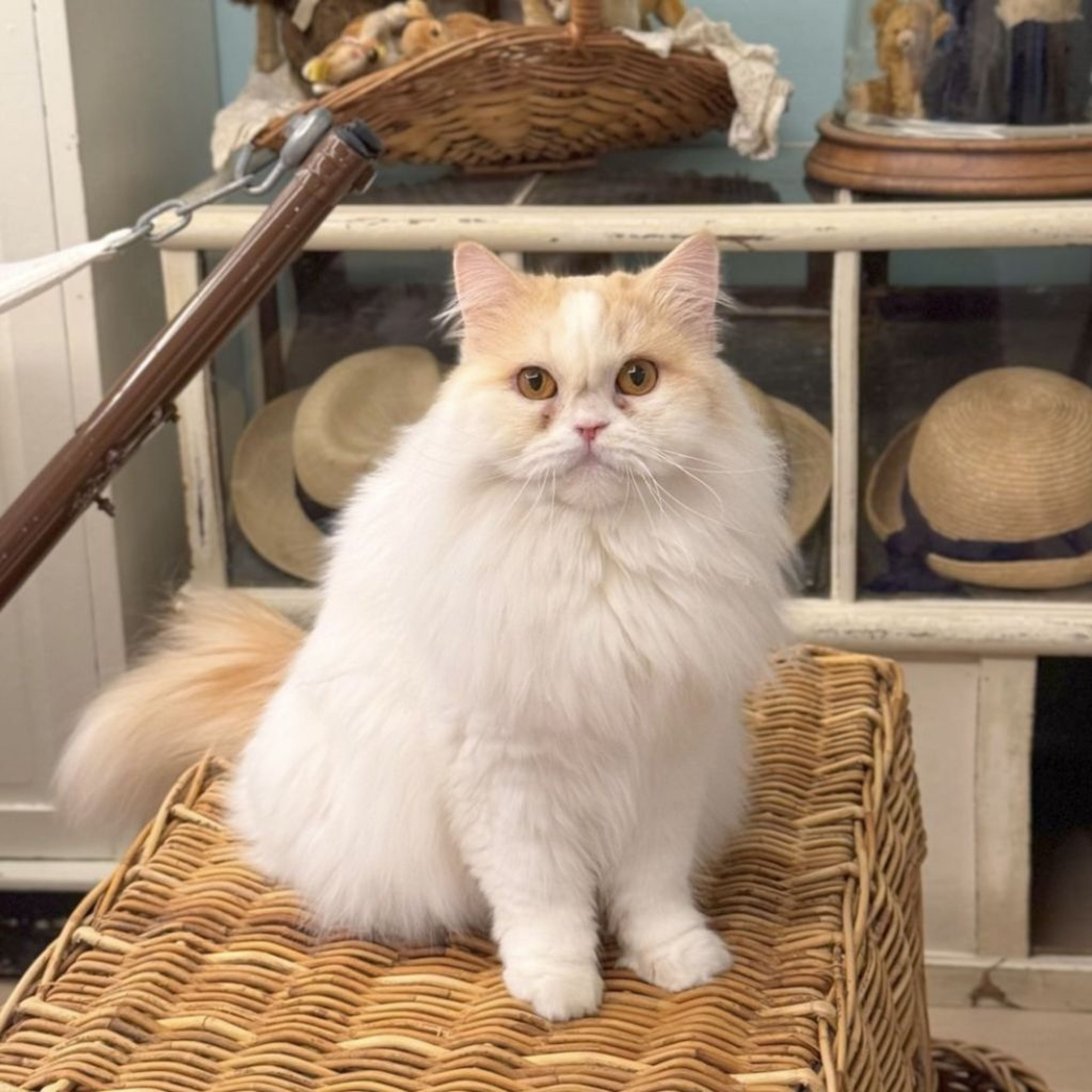 pet-image-3
