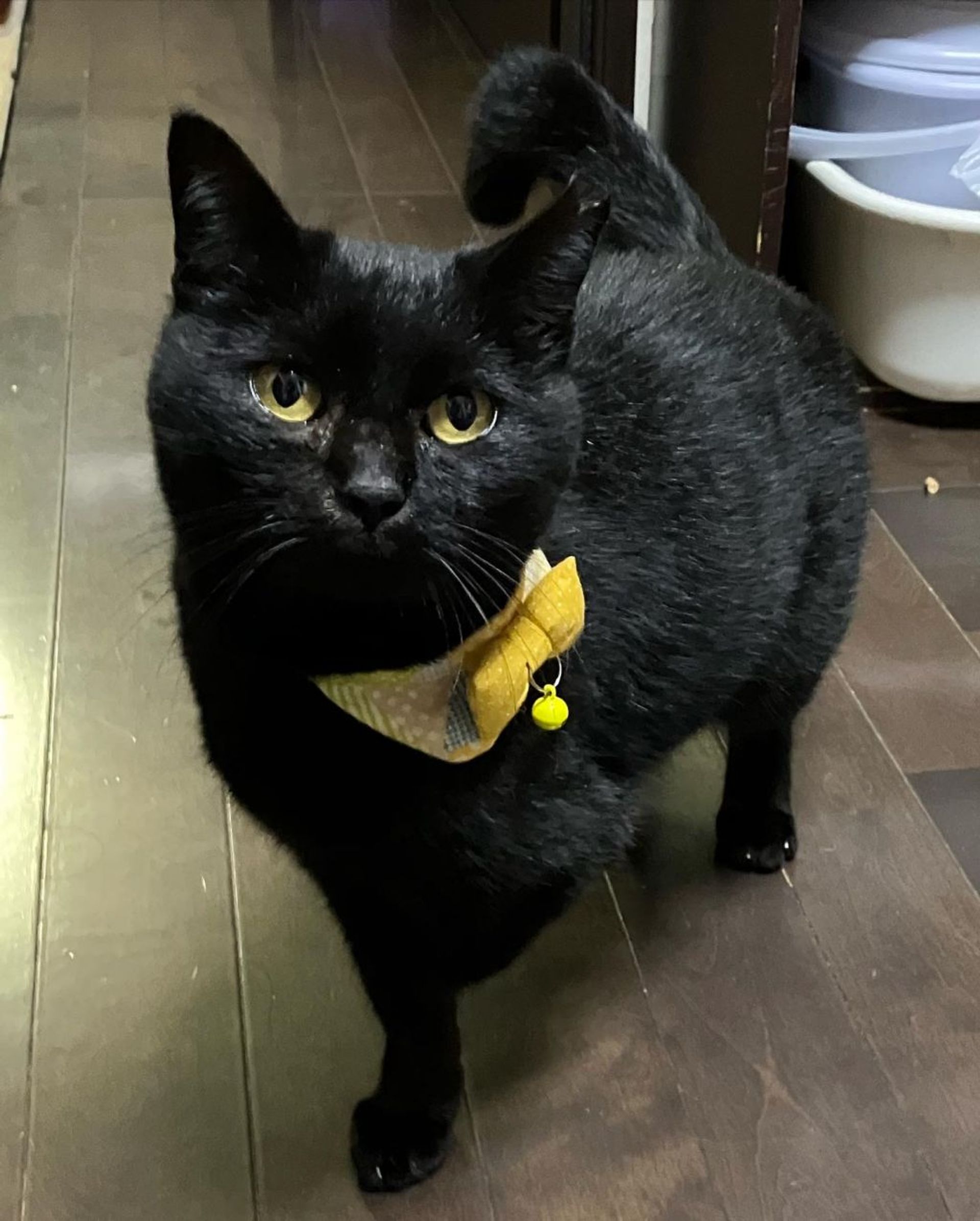 雑種（ミックス猫）・メスの里親募集の写真