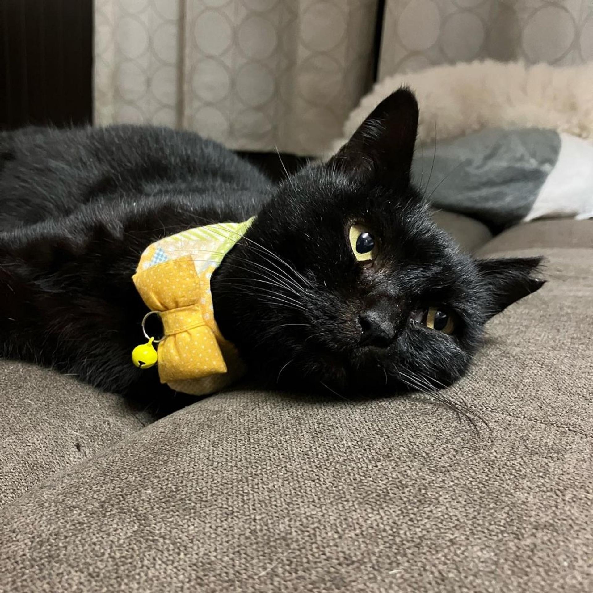 pet-image-2