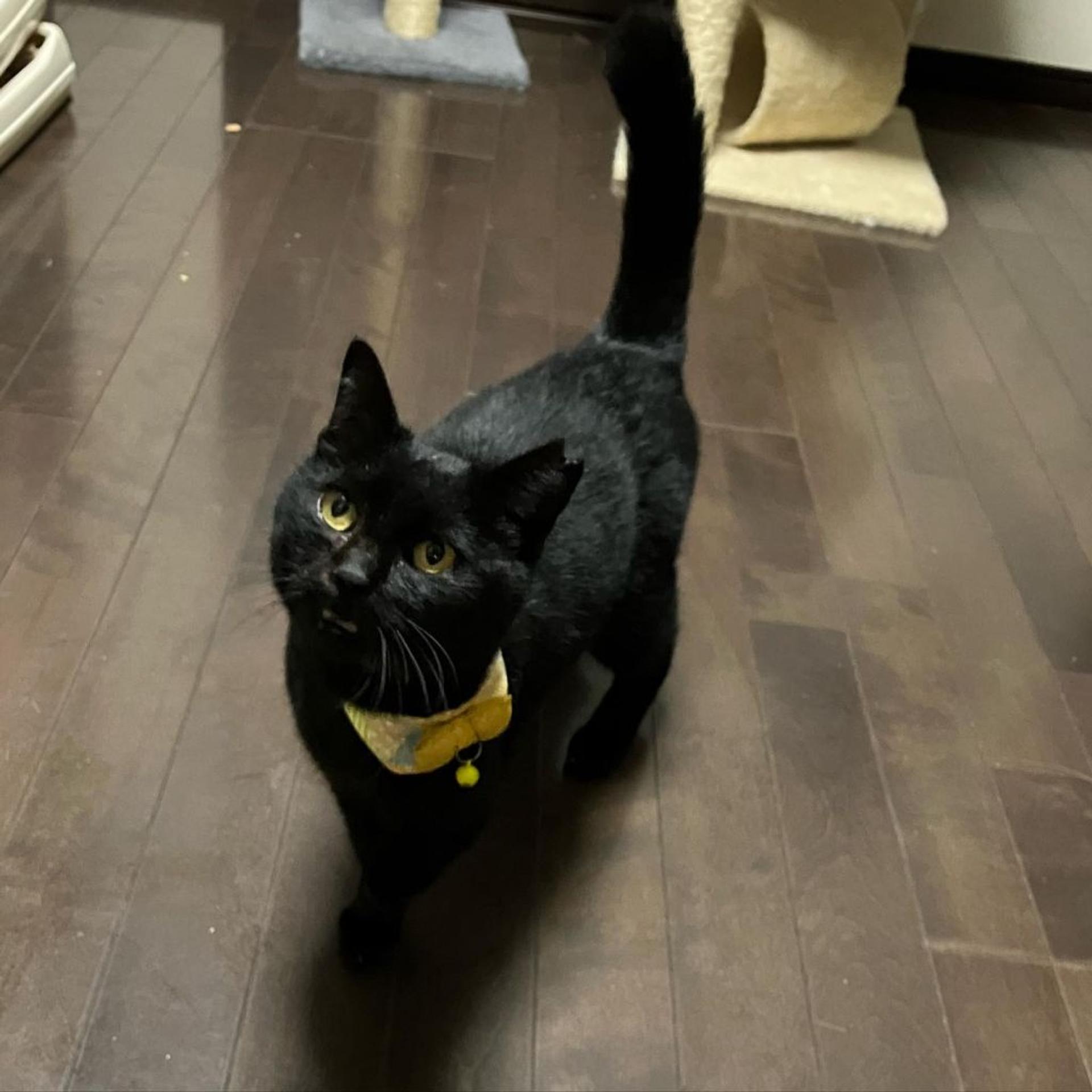 pet-image-4