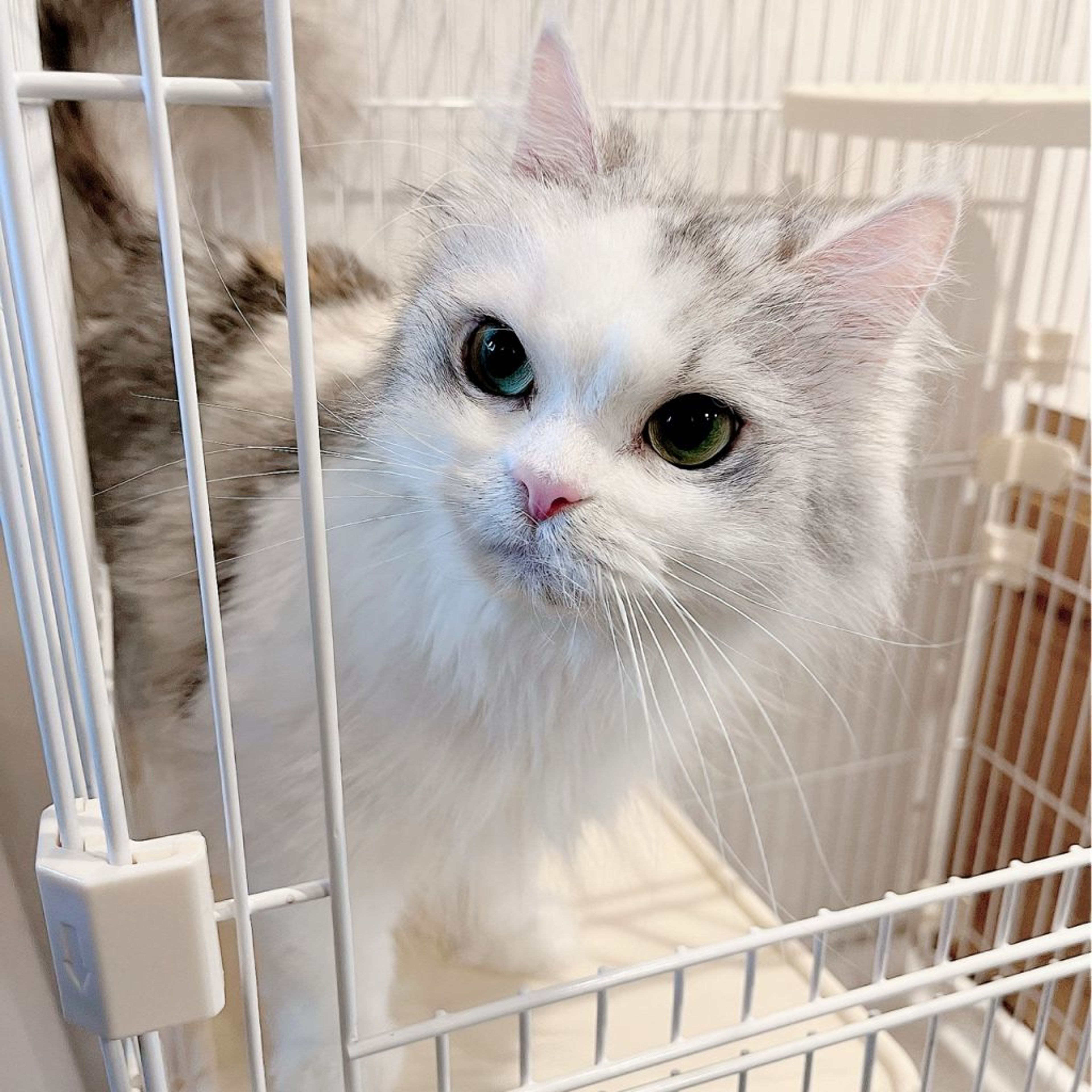 スコティッシュフォールド・メスの里親募集の写真