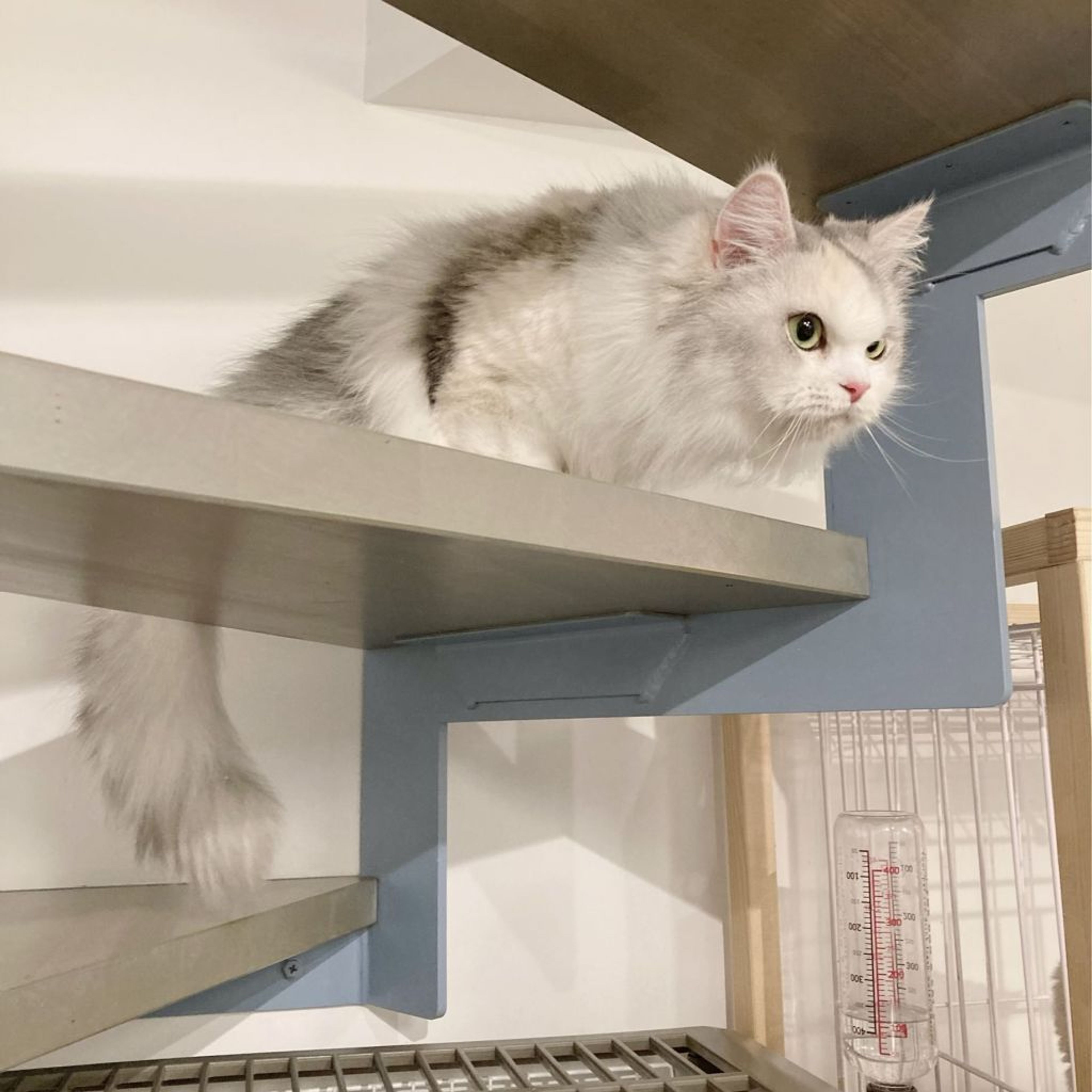 pet-image-3