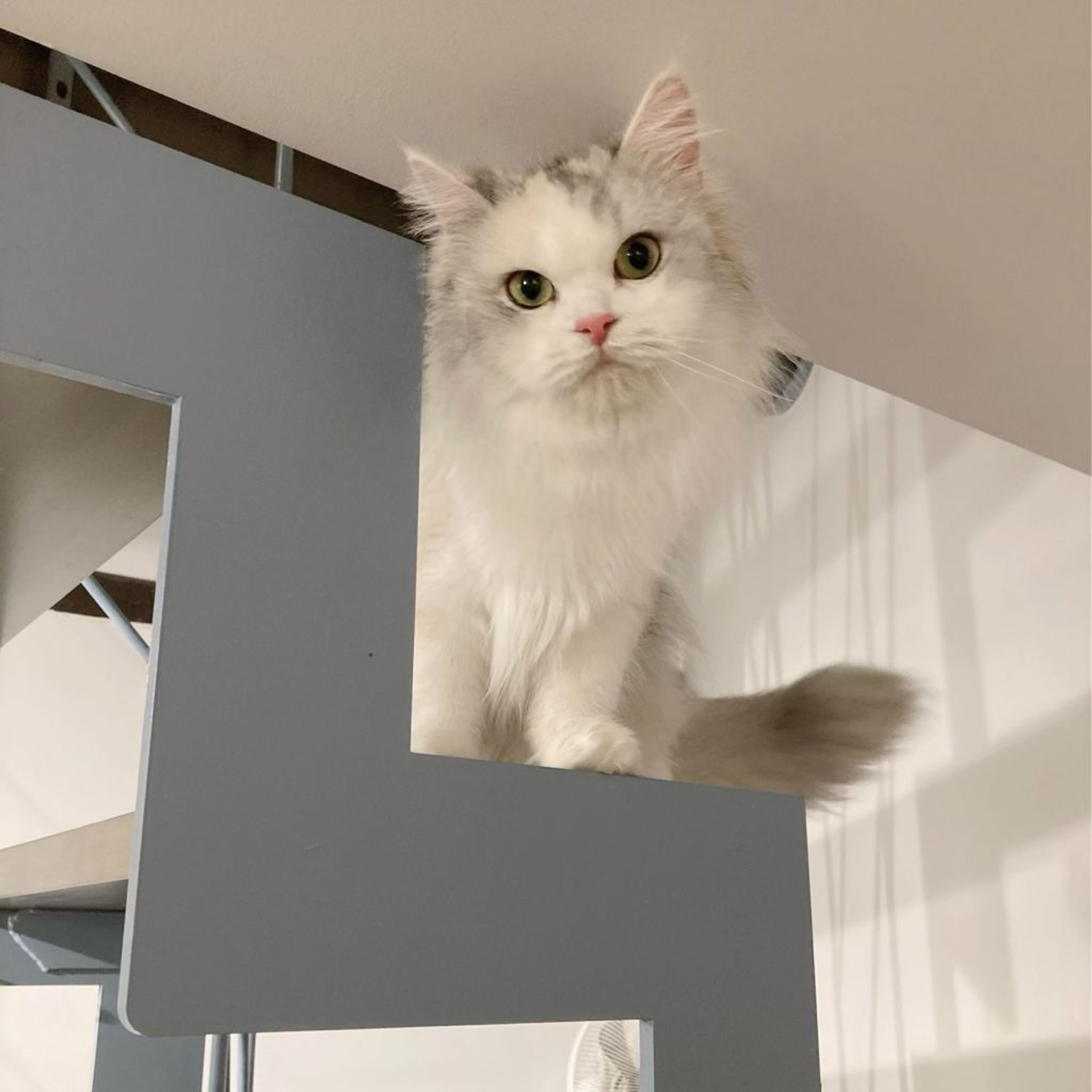 pet-image-4