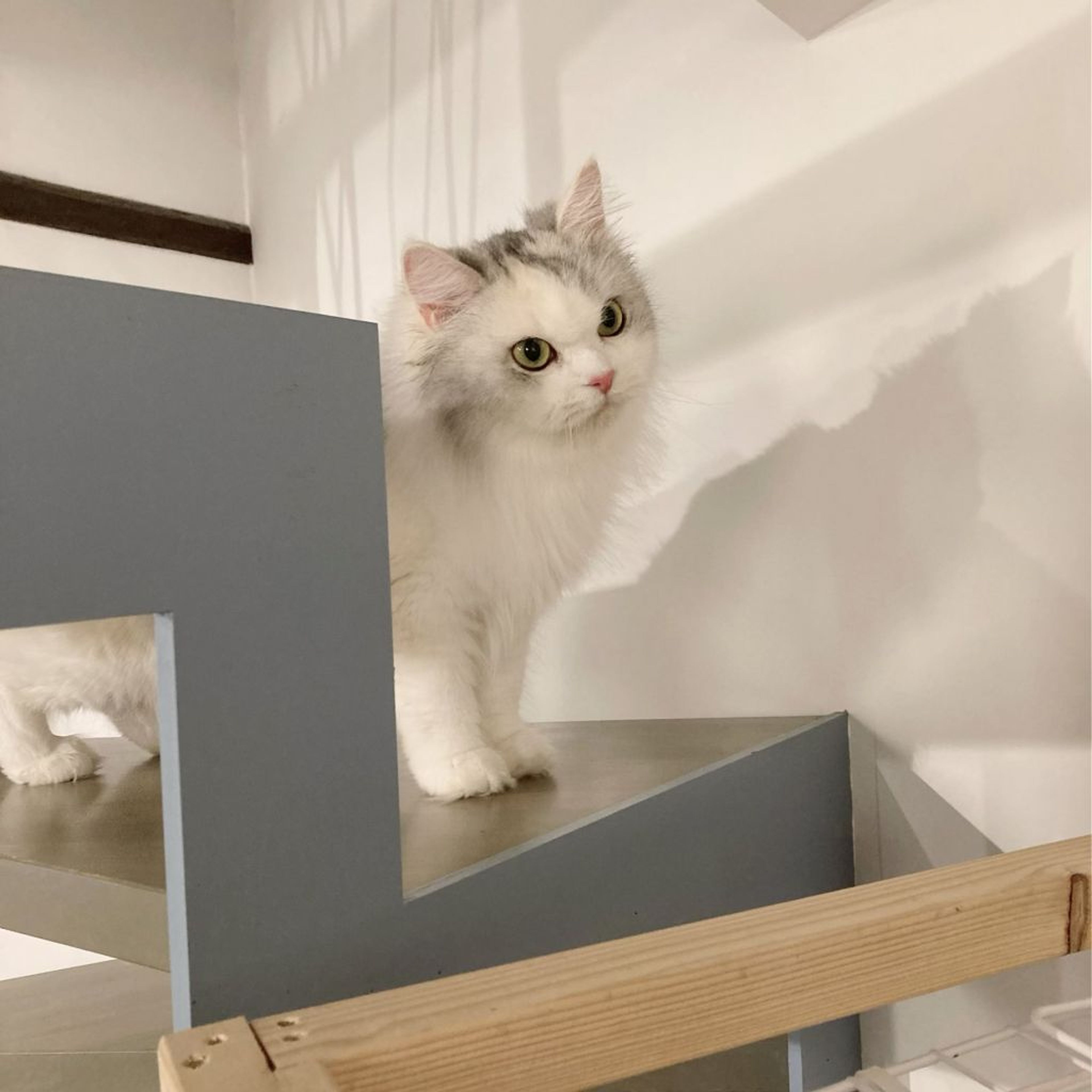 pet-image-5
