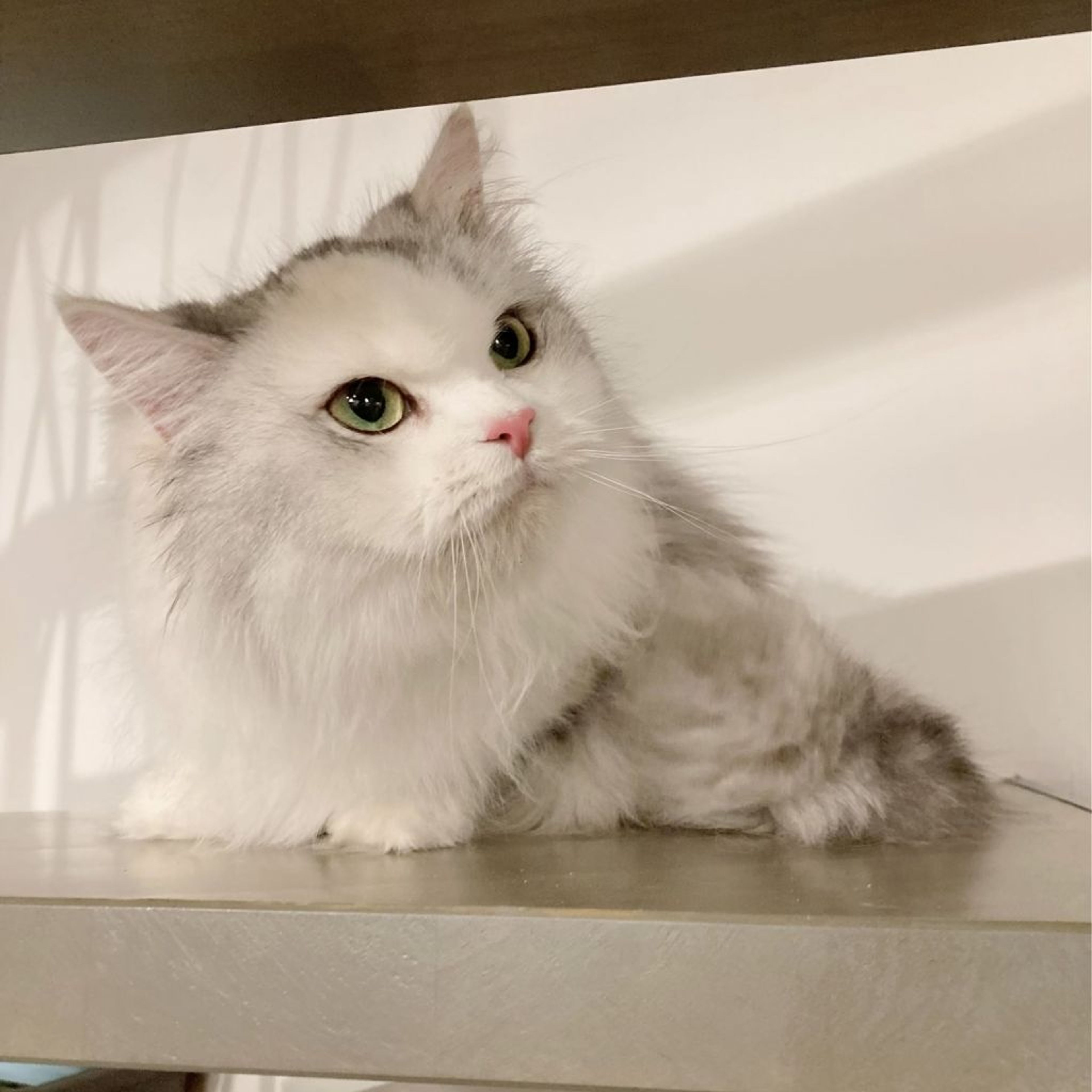 pet-image-6
