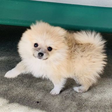 まぁみ