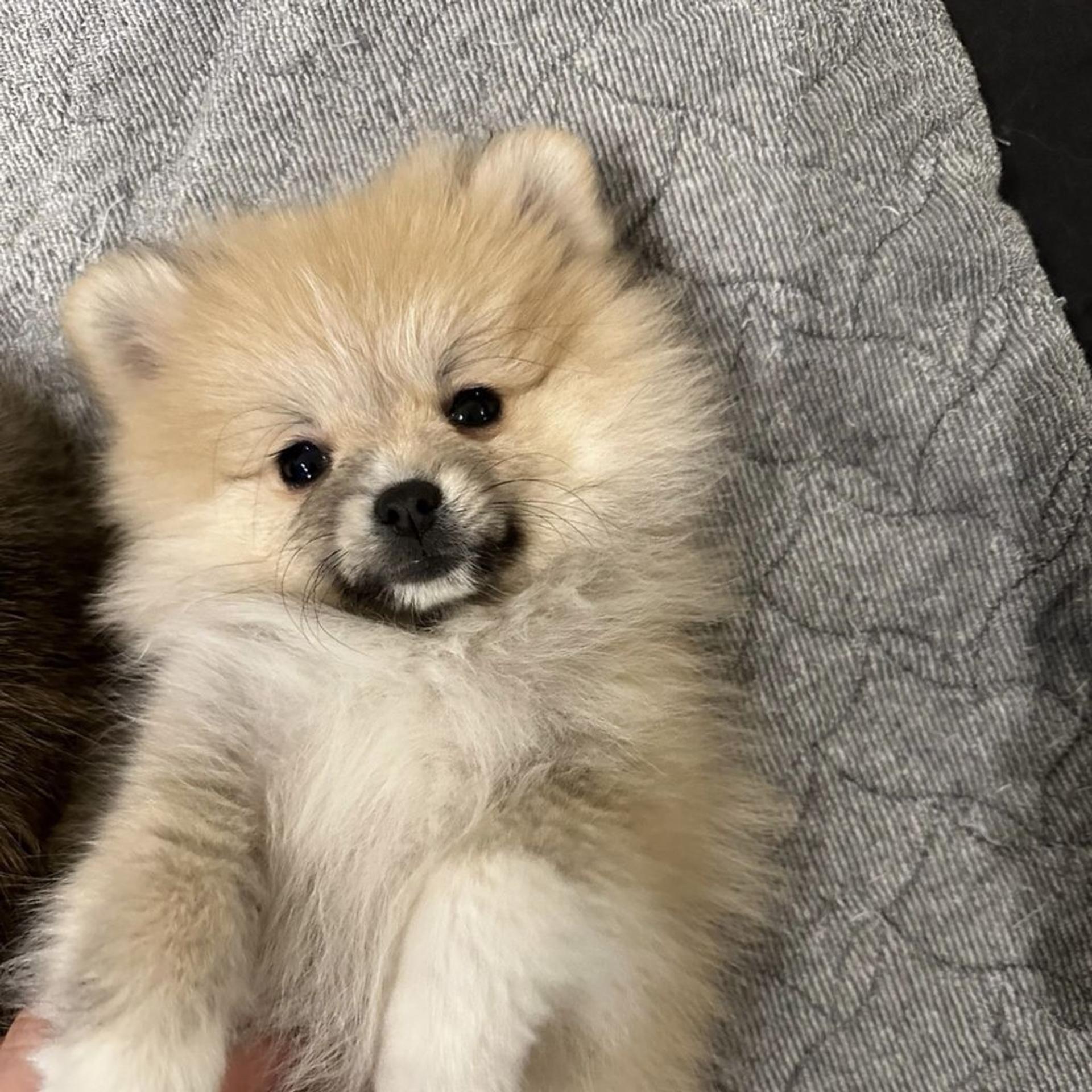pet-image-3