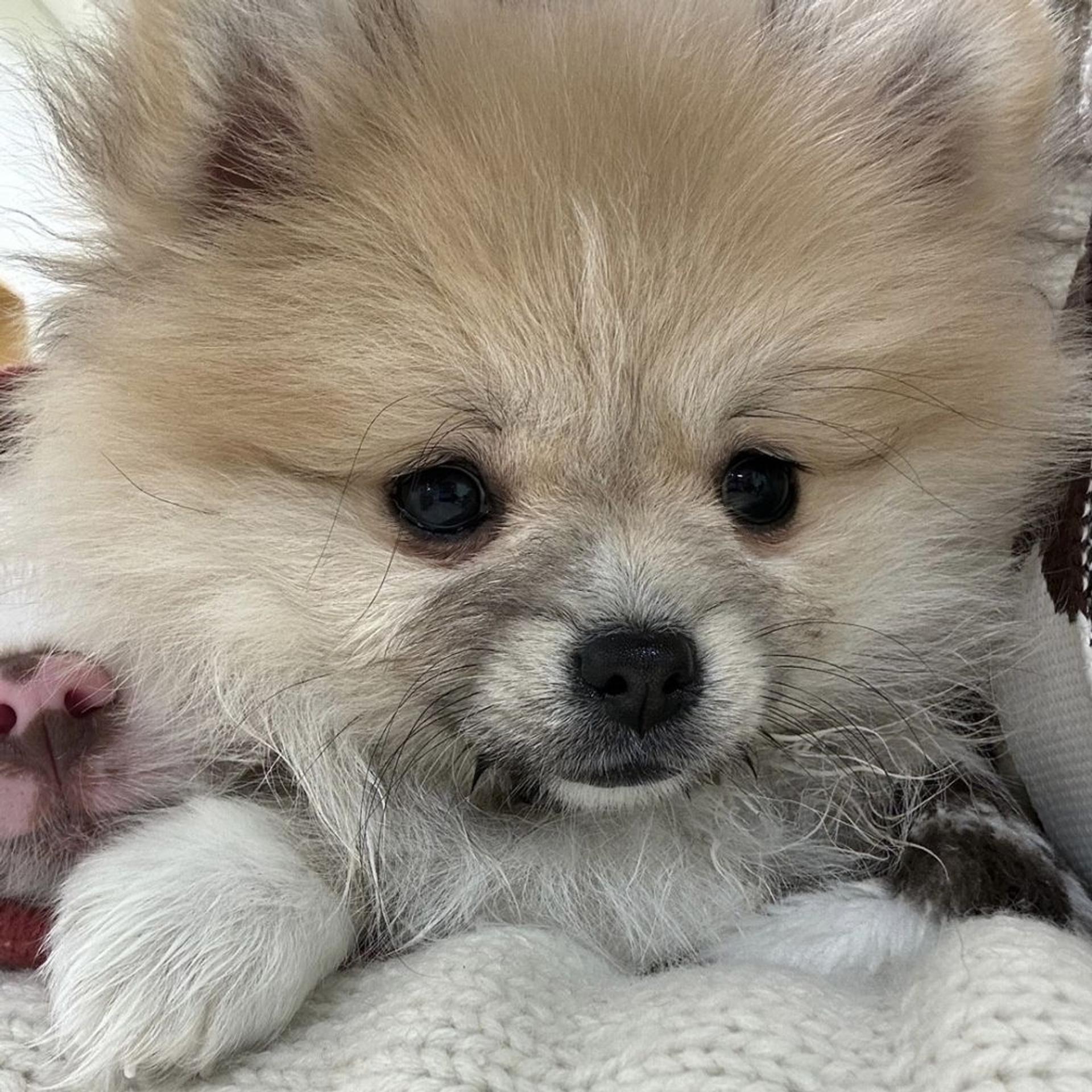 pet-image-4