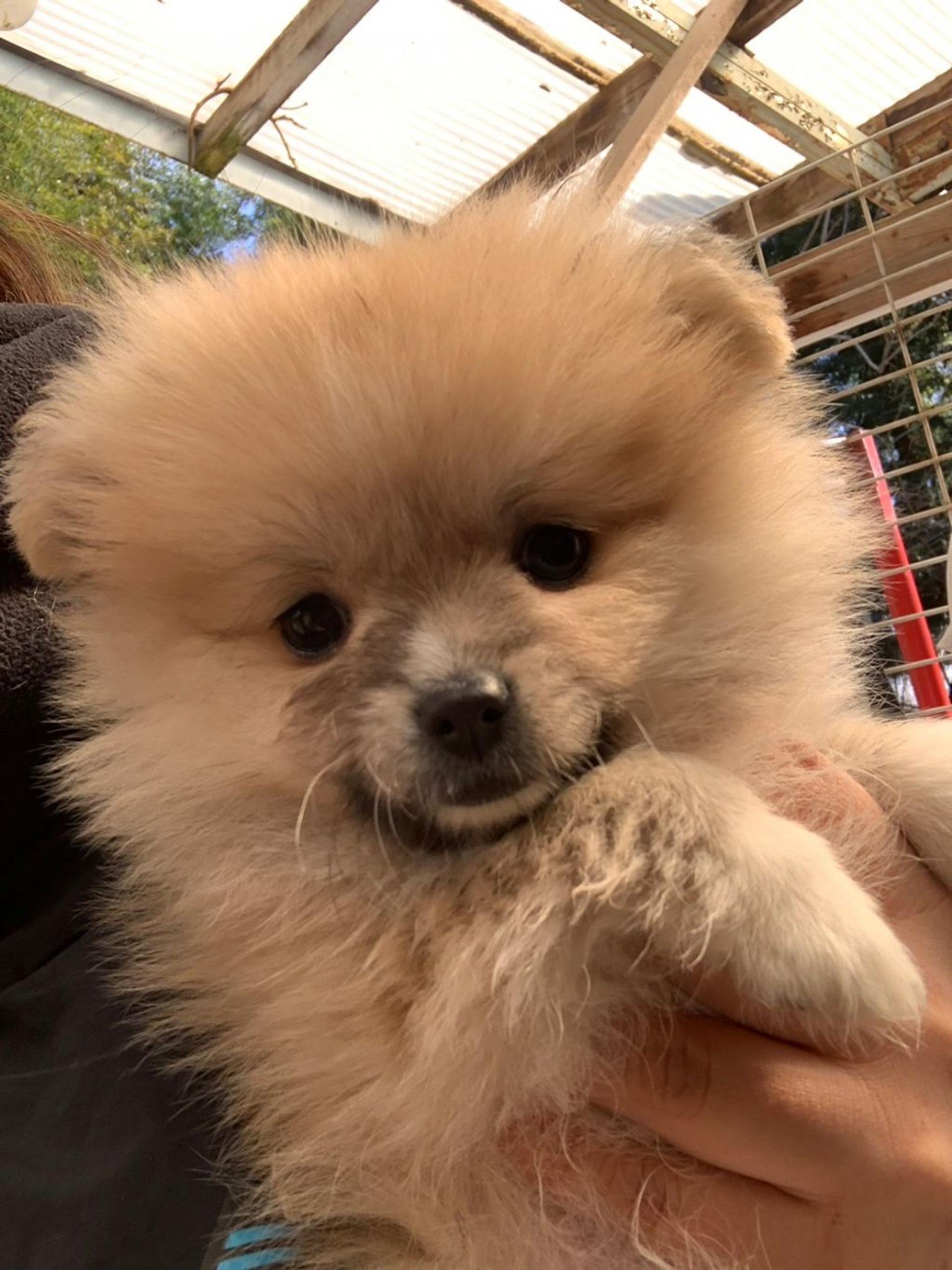 pet-image-5