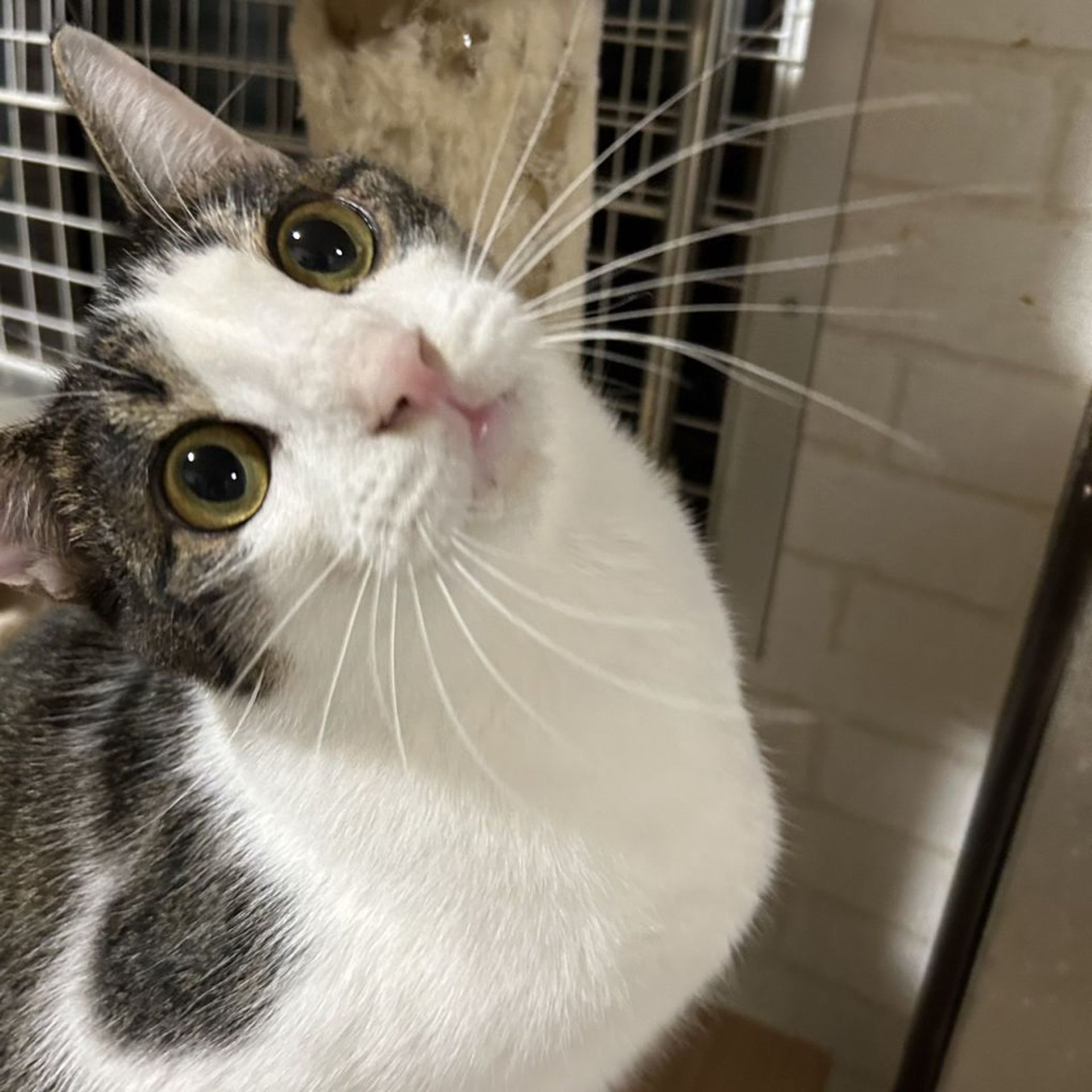 雑種（ミックス猫）・オスの里親募集の写真