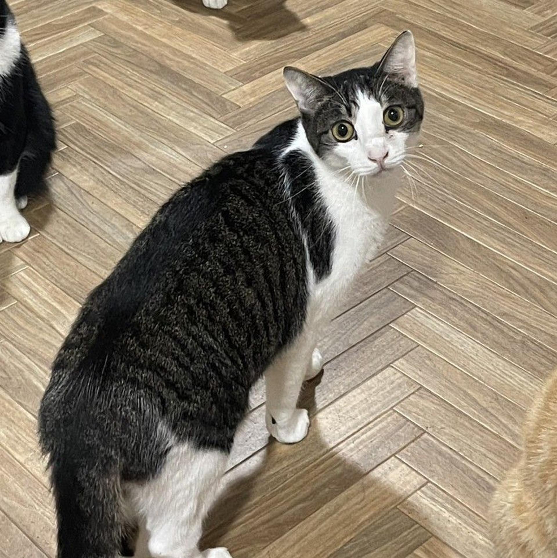 pet-image-8