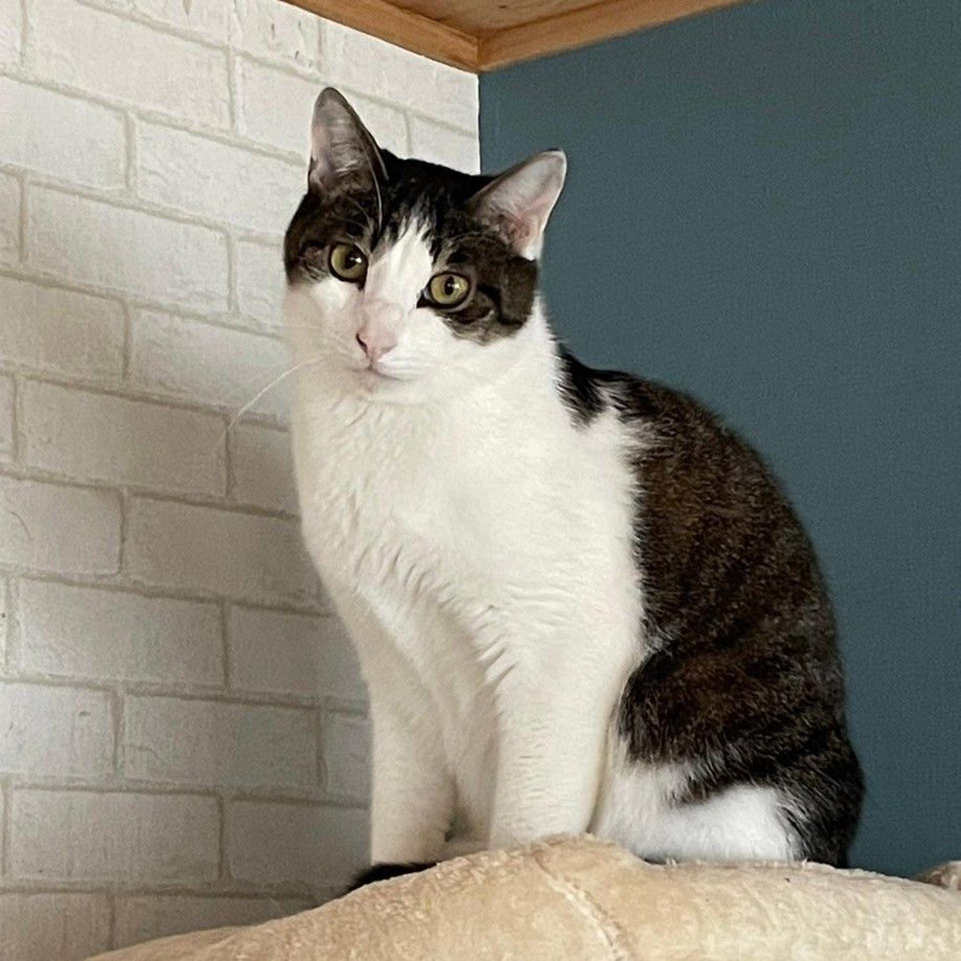 pet-image-5