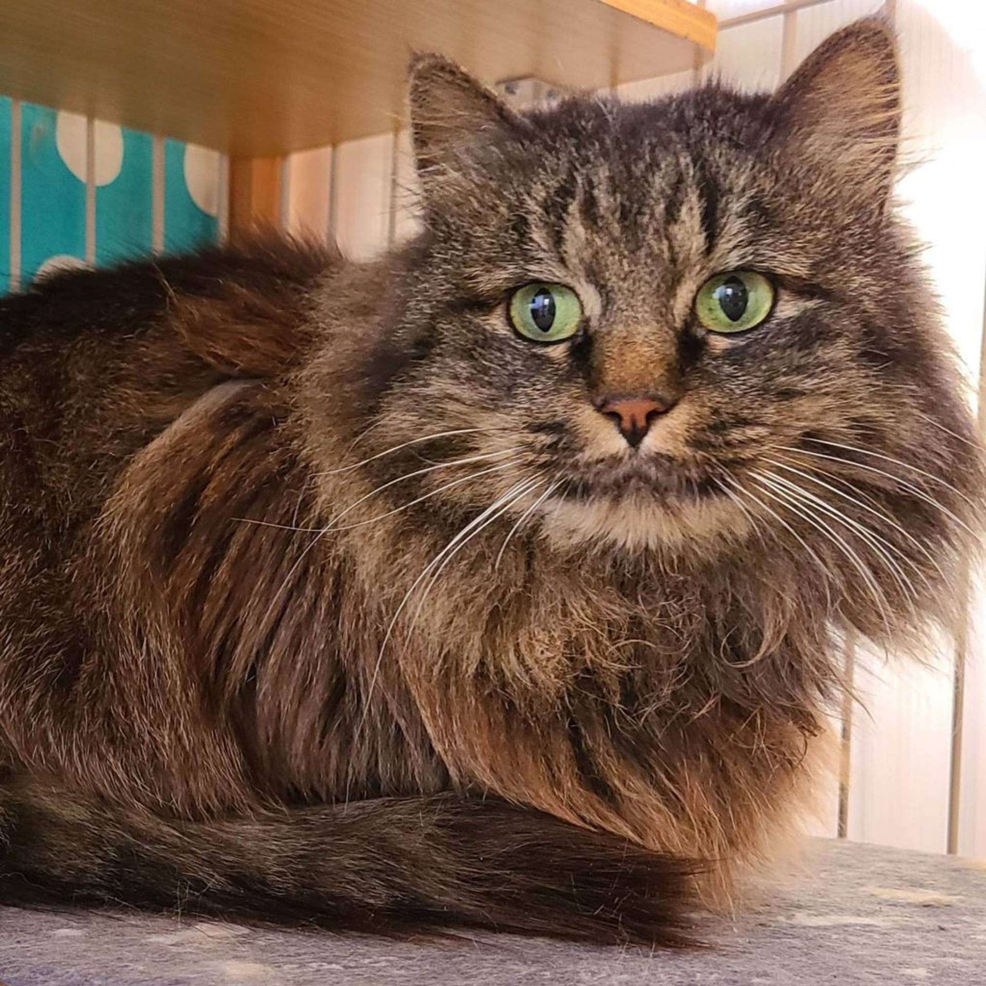 雑種（ミックス猫）・メスの里親募集の写真