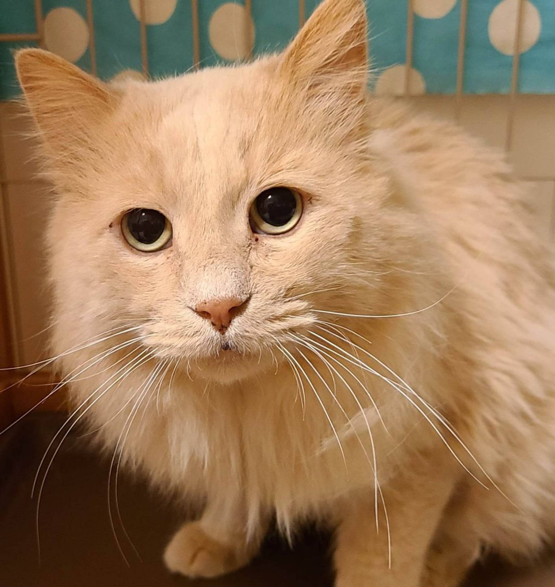 雑種（ミックス猫）・オスの里親募集の写真