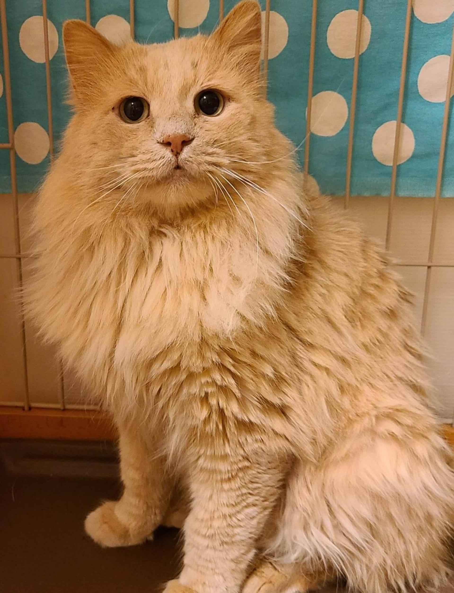 pet-image-2