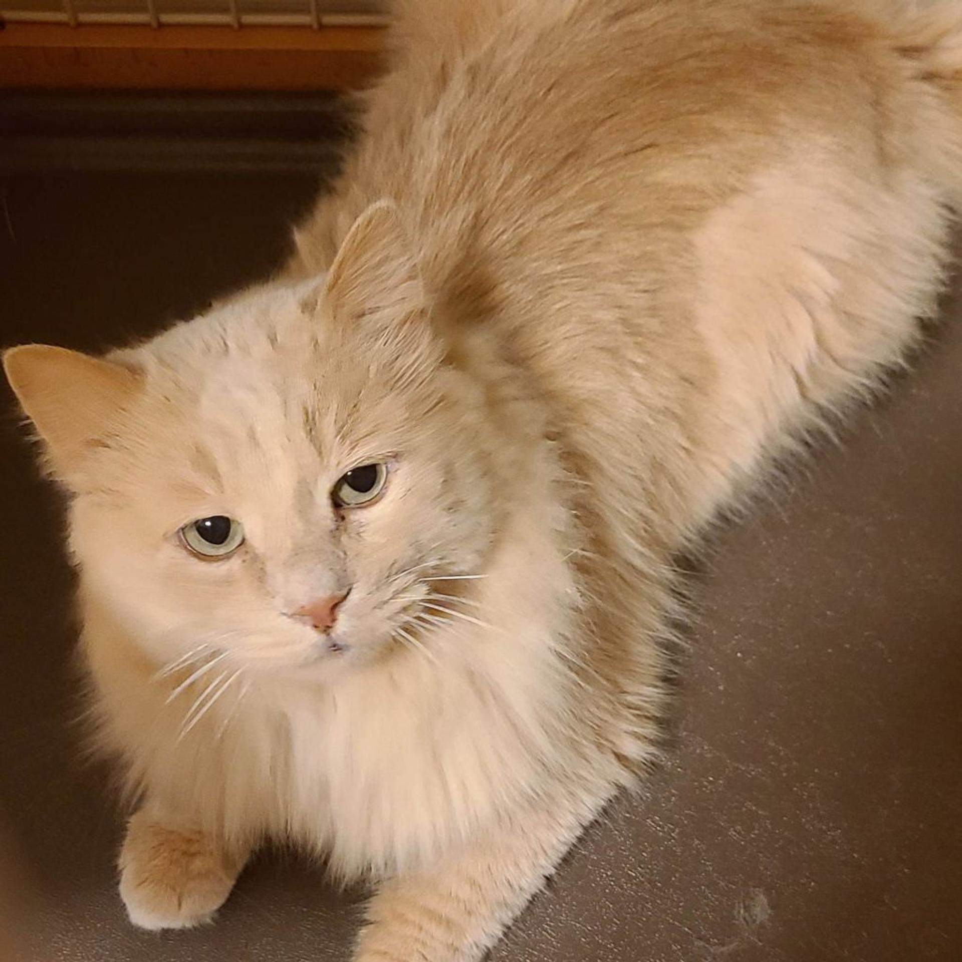 pet-image-3